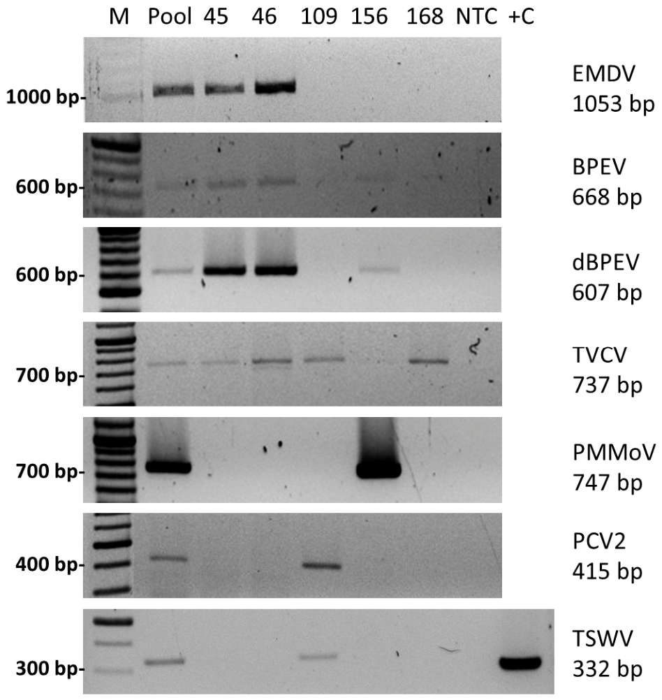 Viruses 18 00481 g002