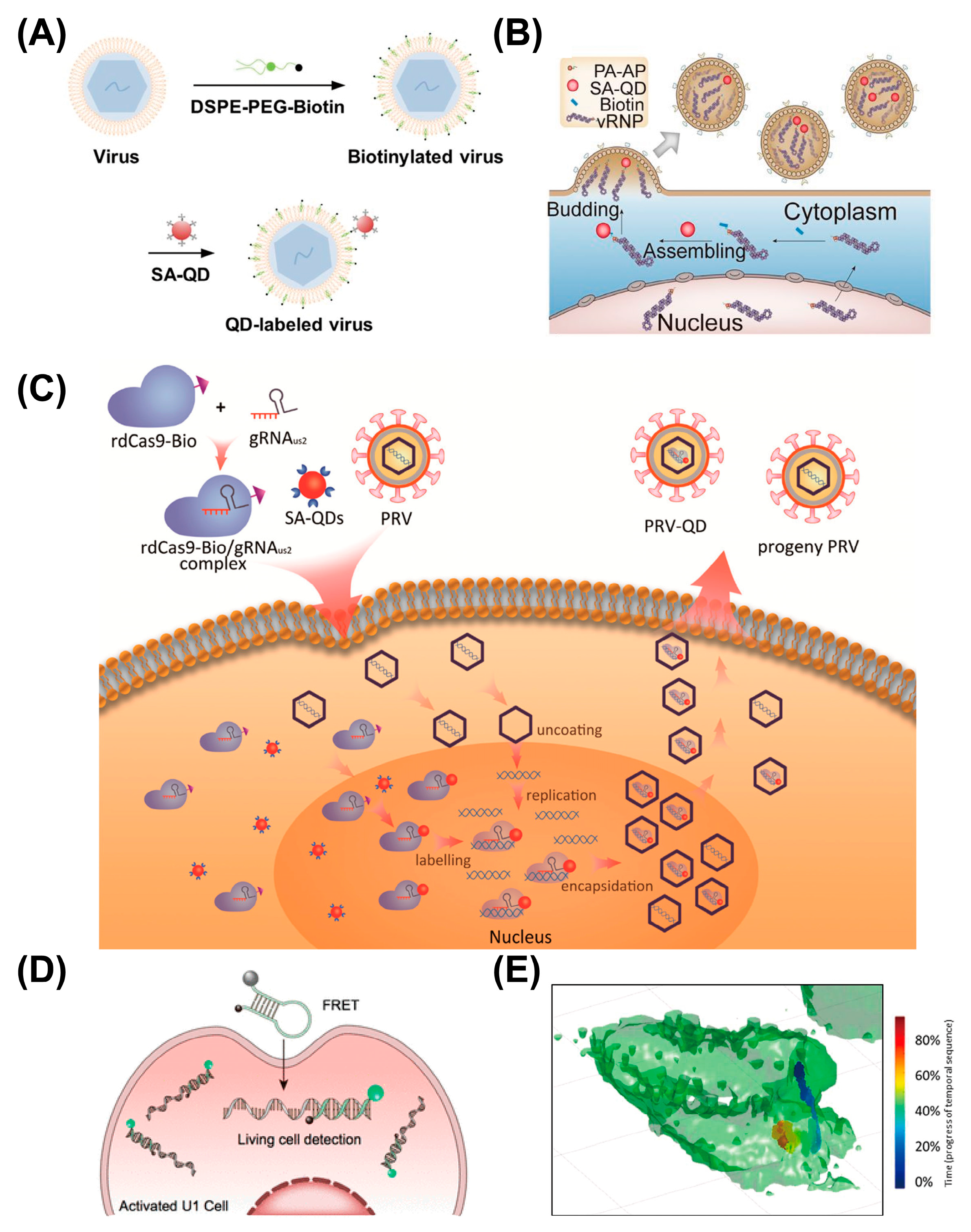 Viruses 18 00521 g013 Viruses 18 00521 g013