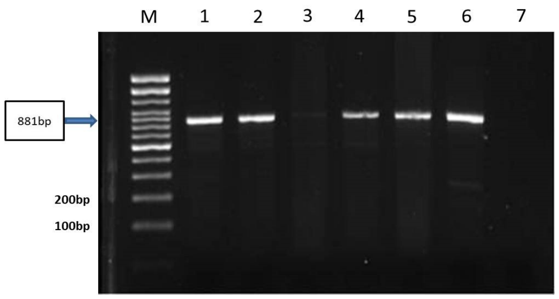 Viruses 18 00602 g004