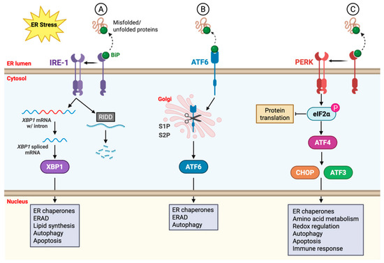 Cellular Responses to Flavivirus Infections: Stress Signaling at