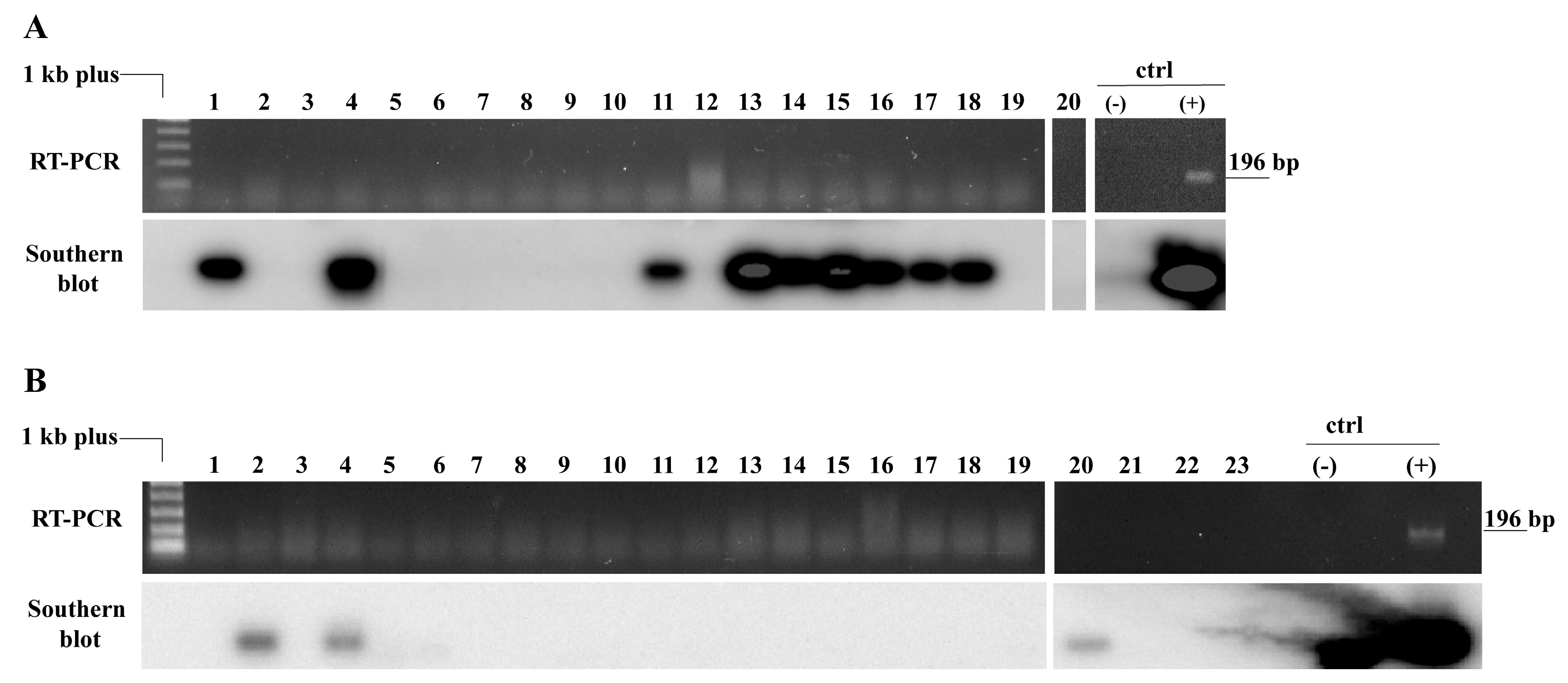 Viruses 18 00752 g005 Viruses 18 00752 g005