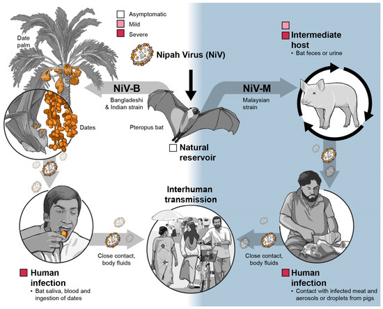 Nipah Virus: A Neurotropic Zoonosis—From Molecular Biology to