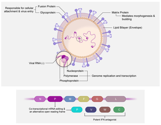 Nipah Virus: A Neurotropic Zoonosis—From Molecular Biology to