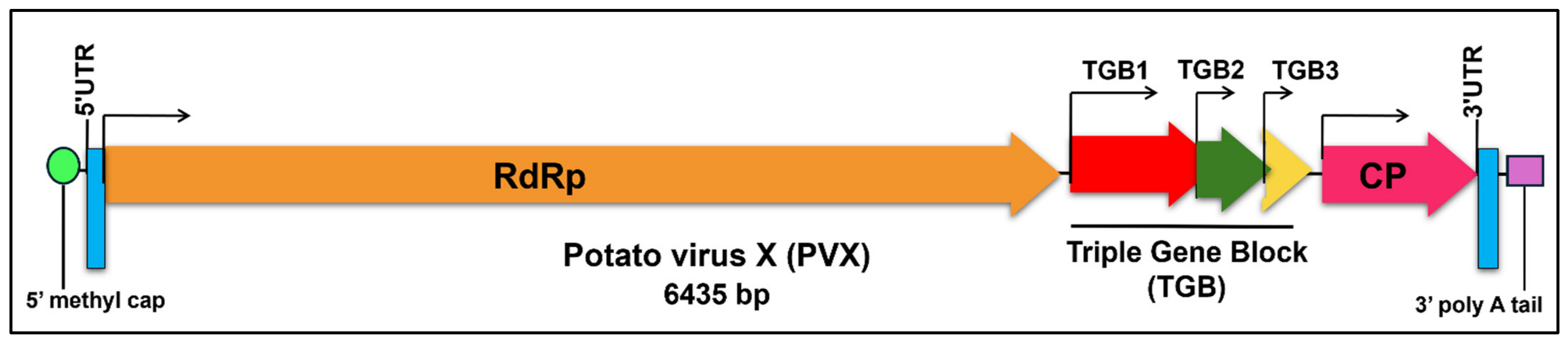 Viruses 18 00968 g001 Viruses 18 00968 g001