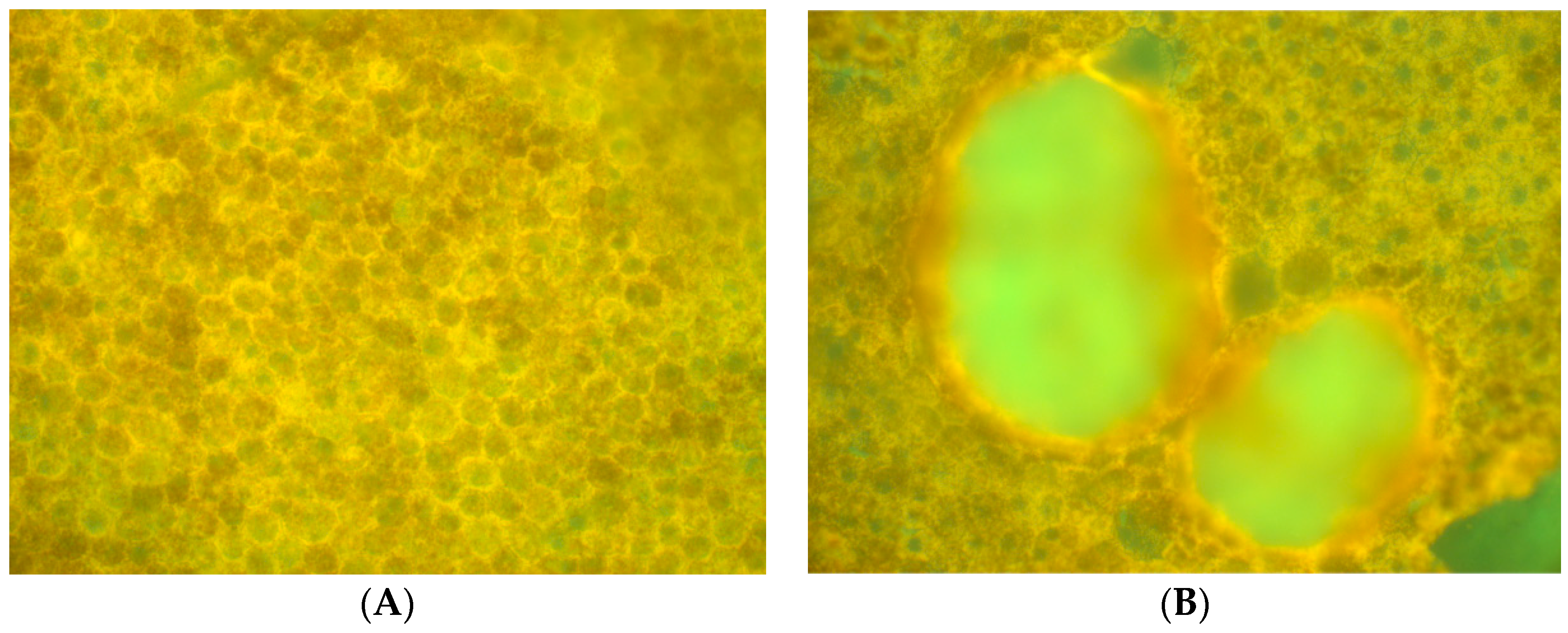 Vision 02 00038 g001