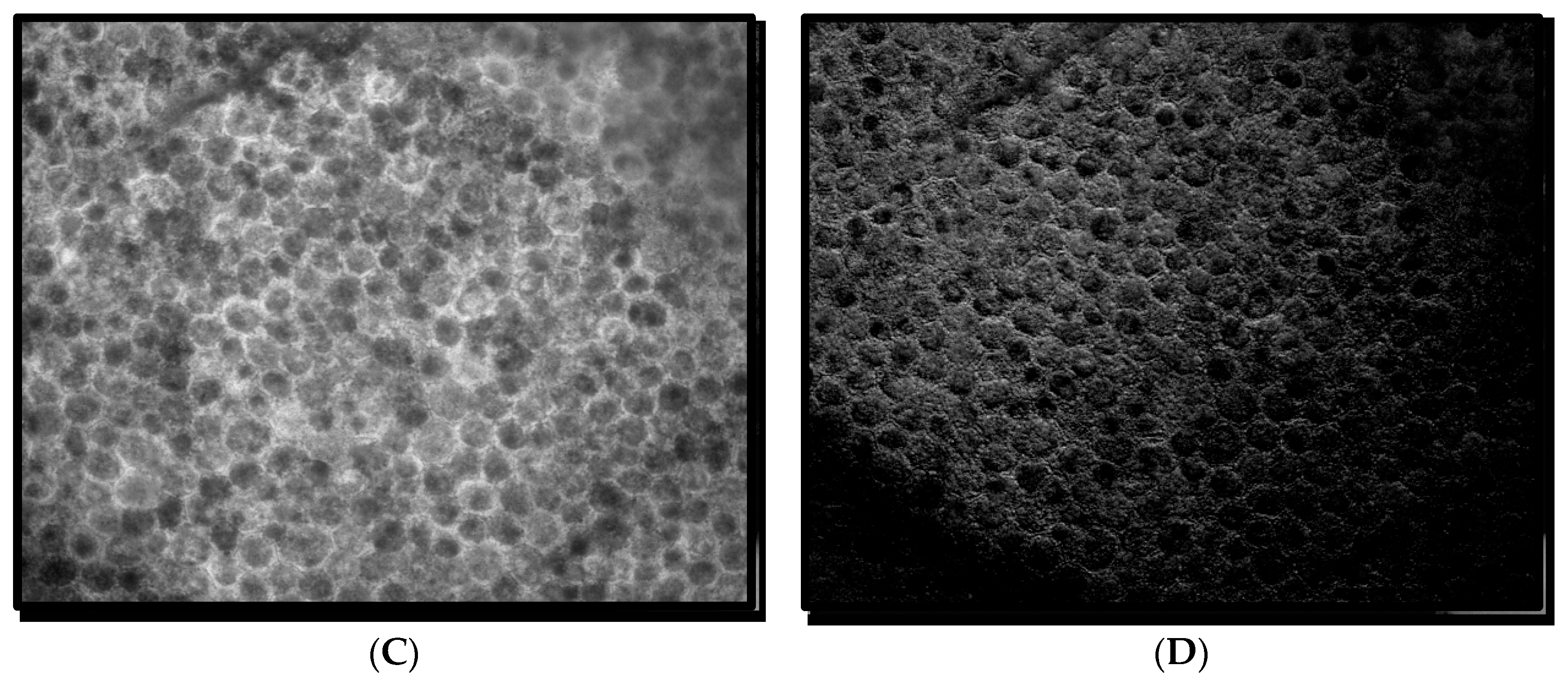 Vision 02 00038 g003b