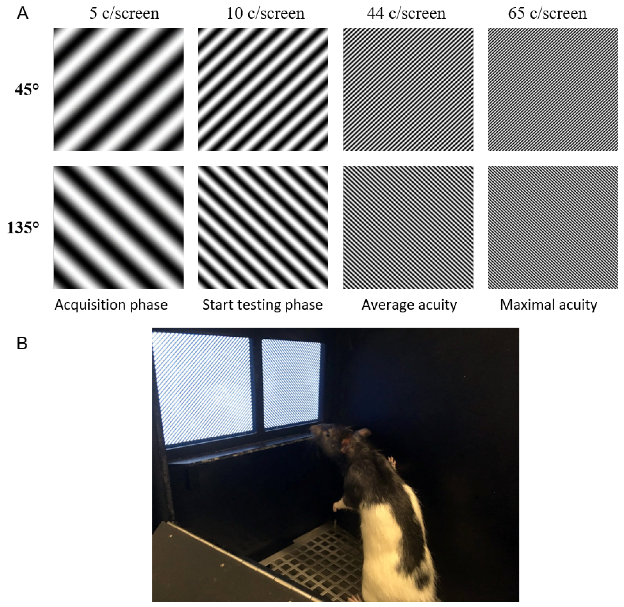 Vision 04 00004 g001