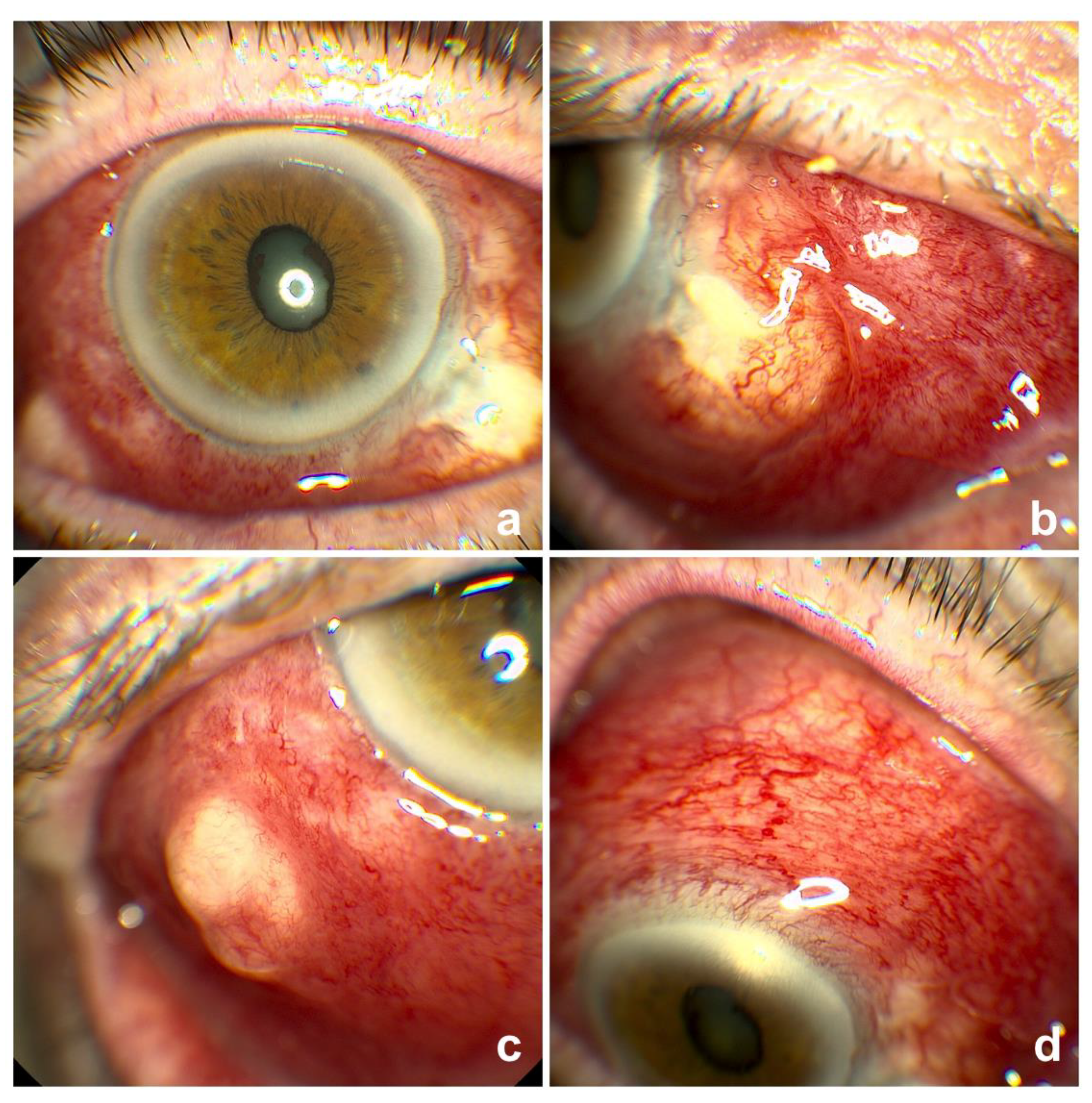 Vision 04 00024 g001