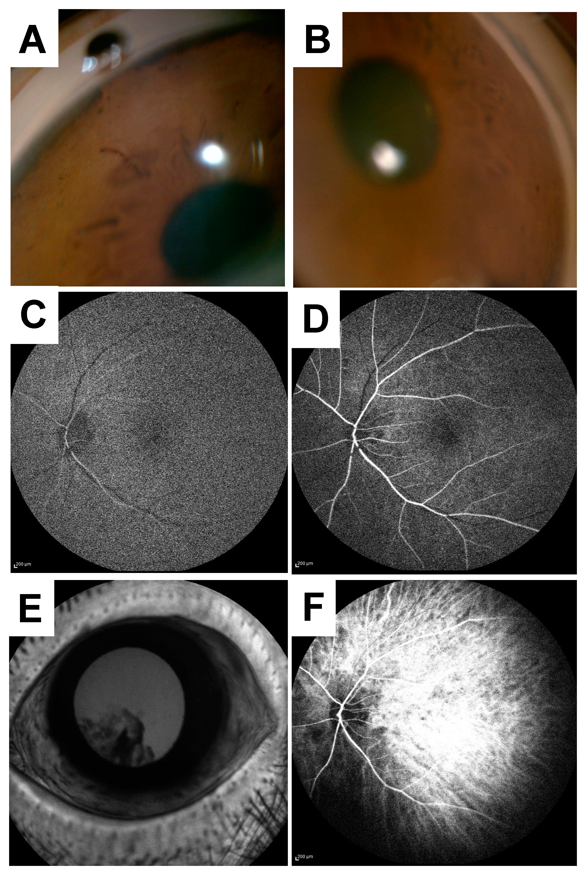 Vision 04 00031 g004