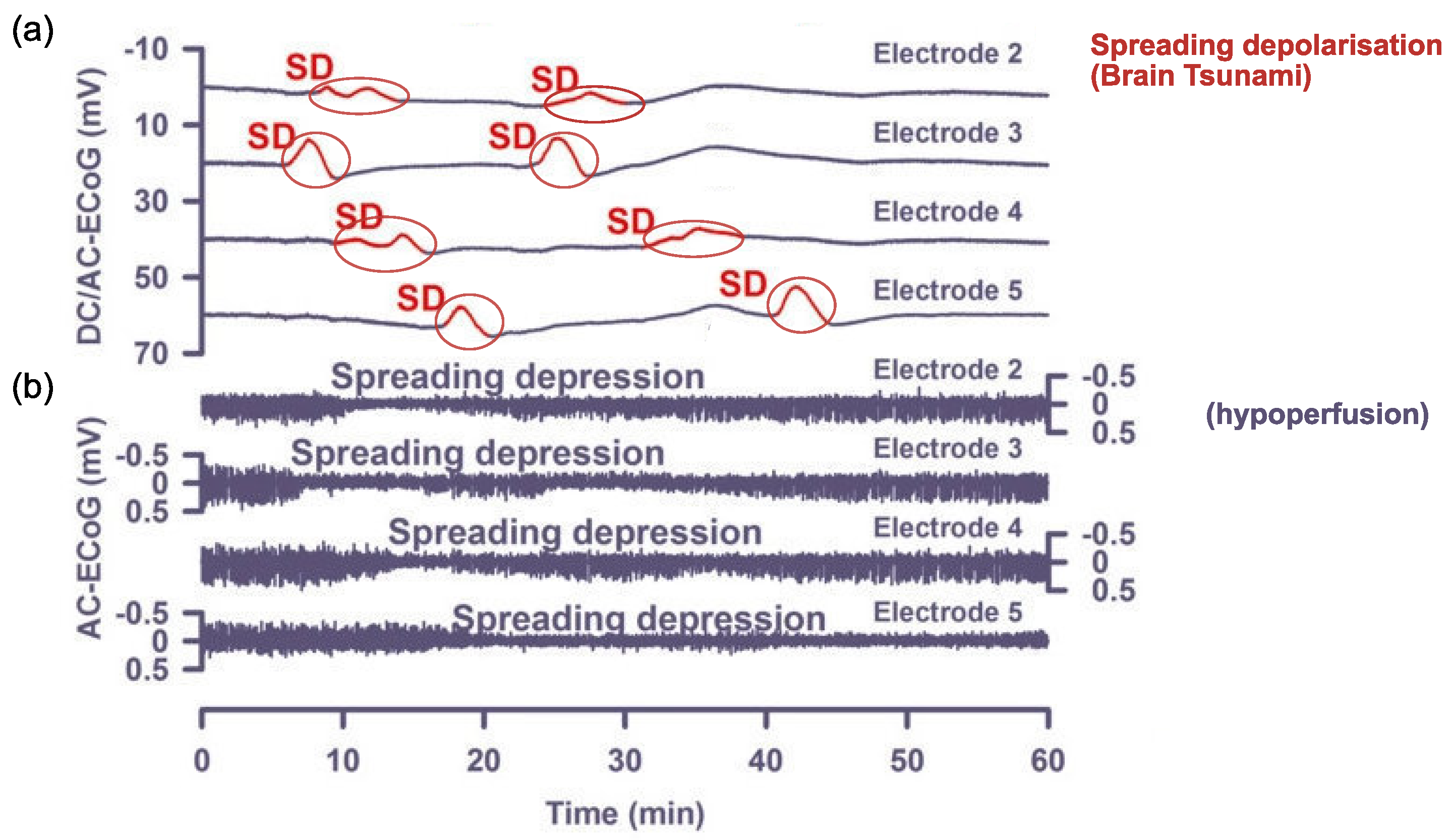Vision 05 00030 g002 Vision 05 00030 g002