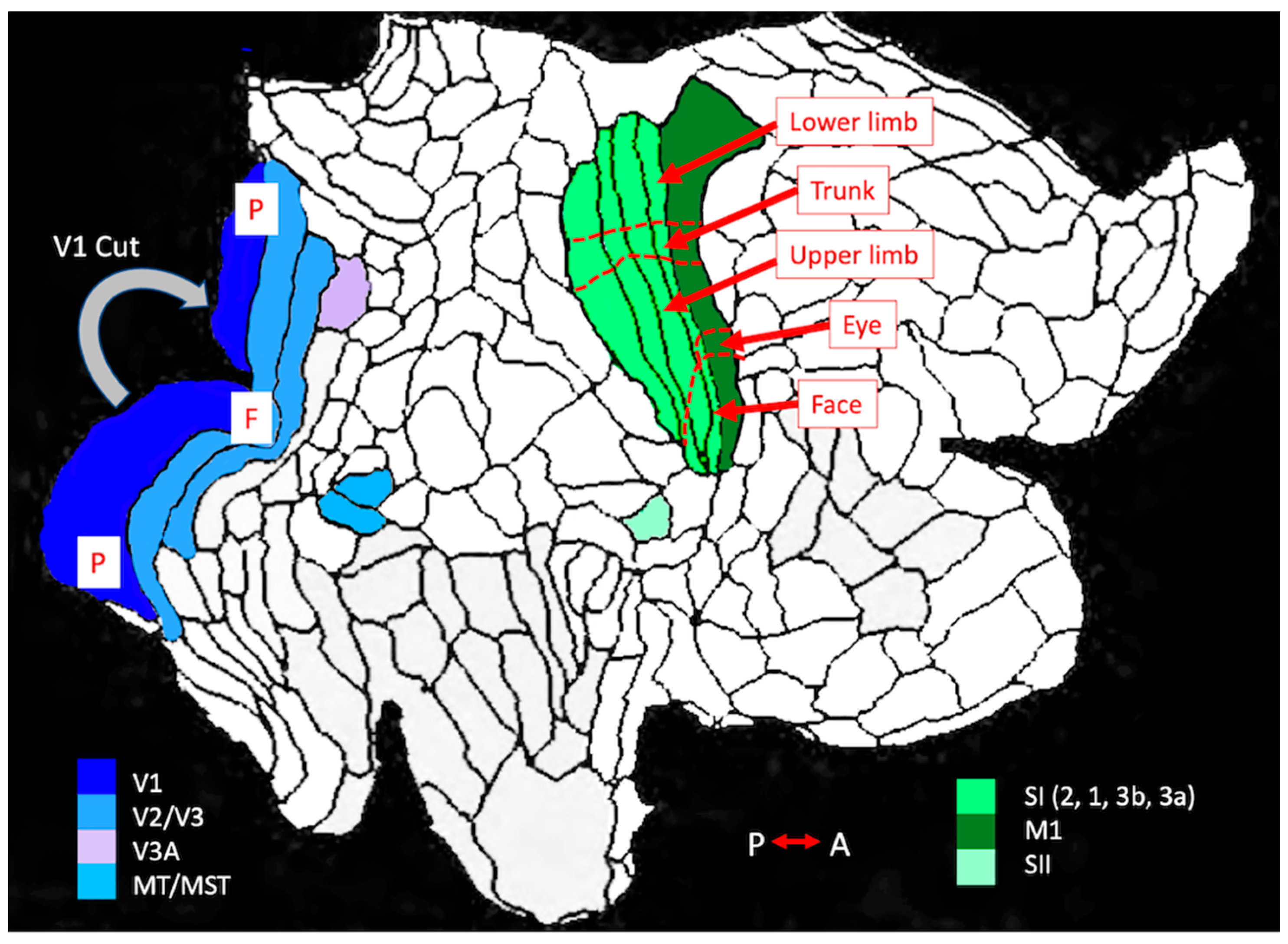 Vision 05 00052 g004