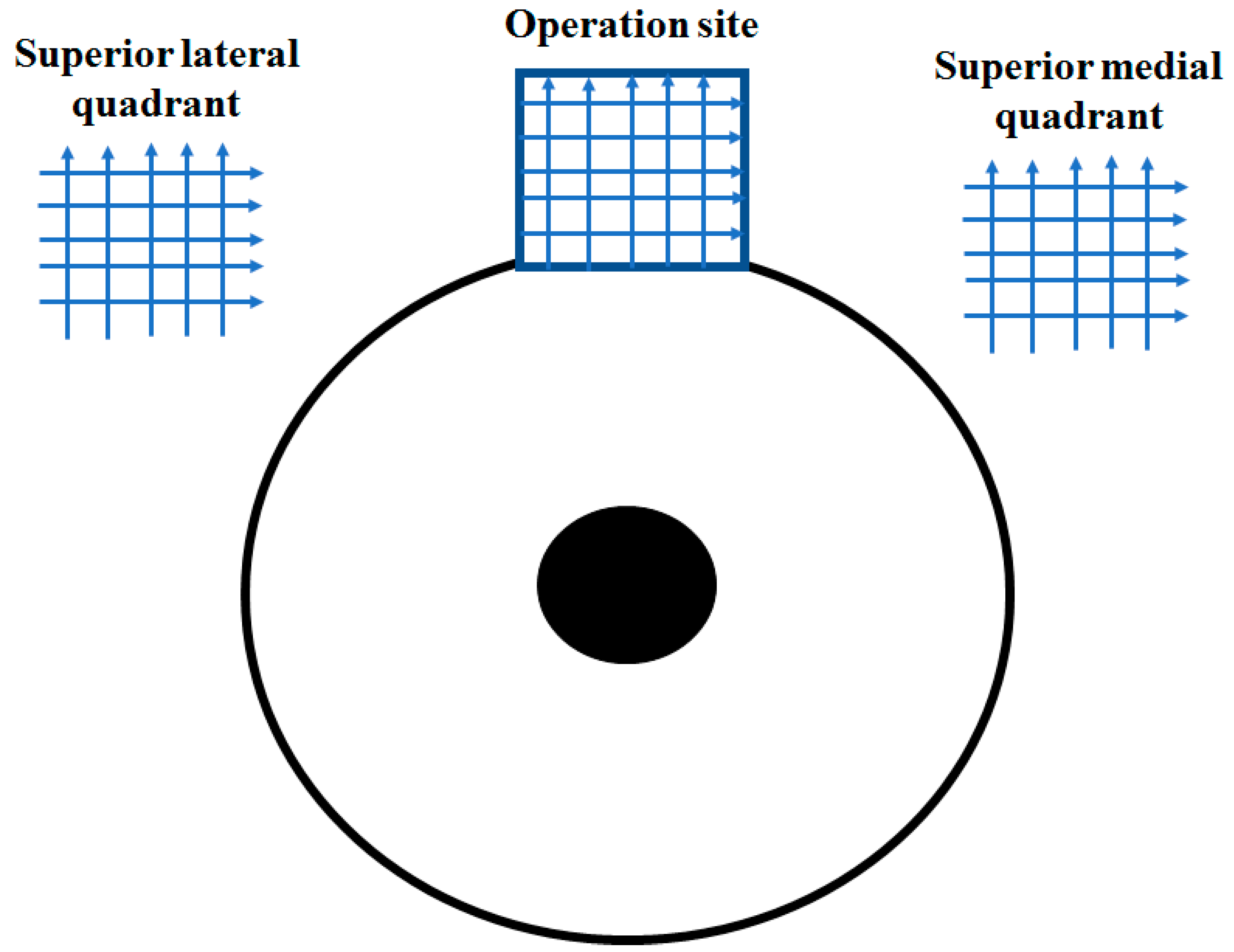 Vision 06 00004 g002 550
