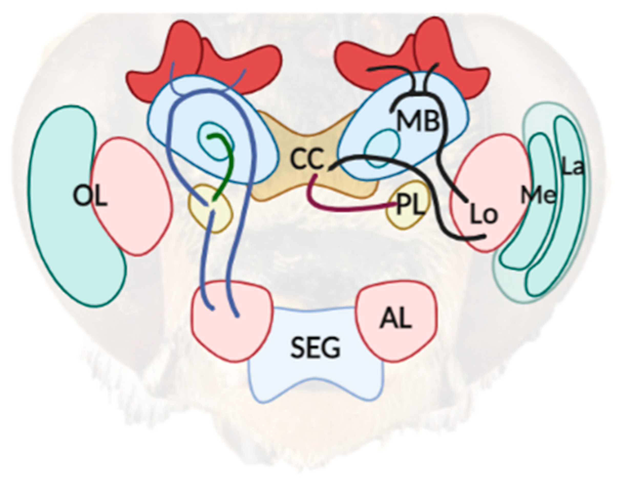 Vision 06 00028 g001 Vision 06 00028 g001