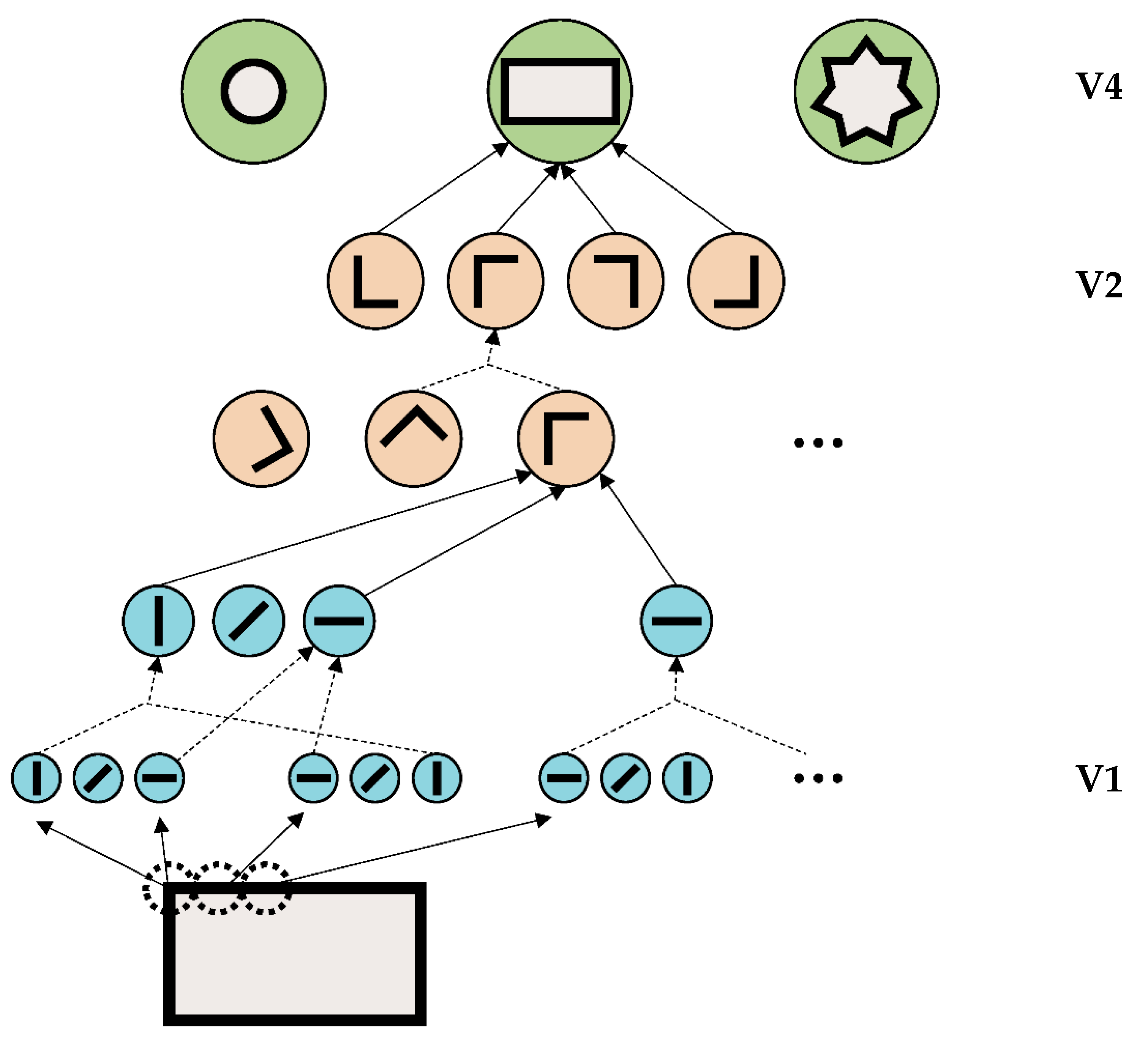 Vision 06 00035 g005