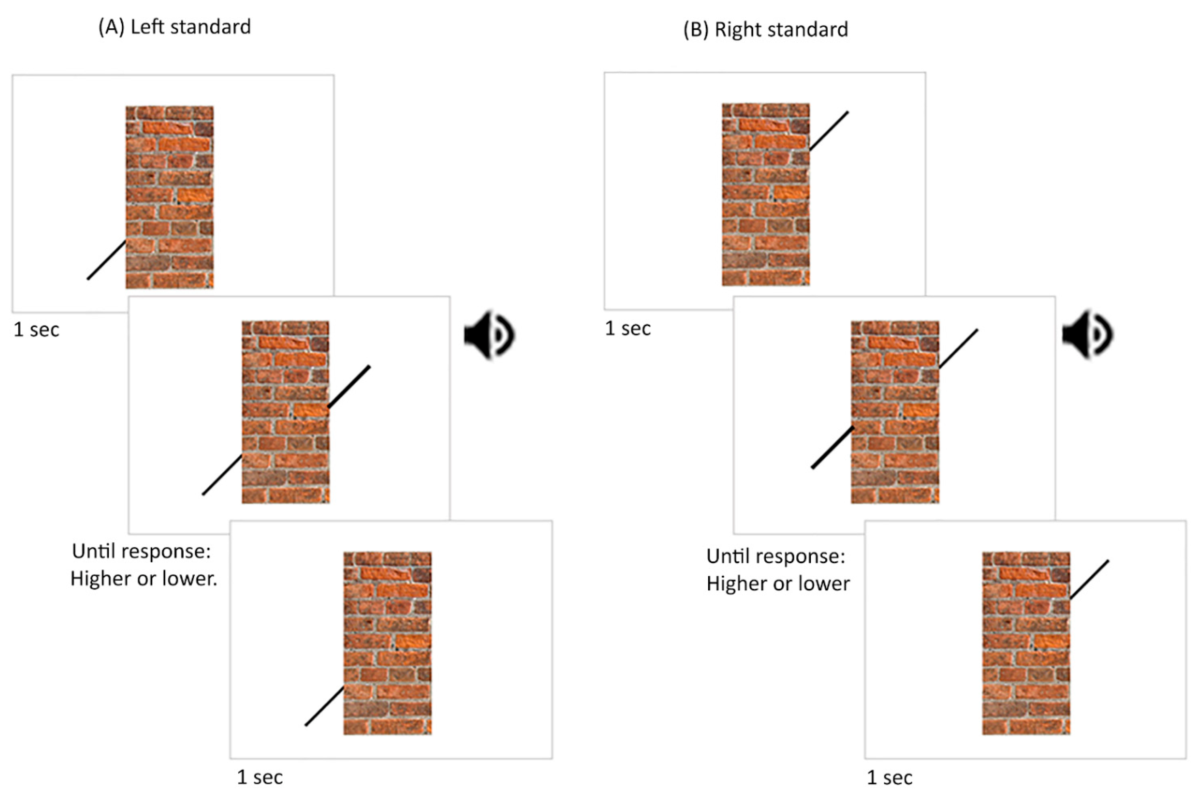 Vision 06 00044 g003