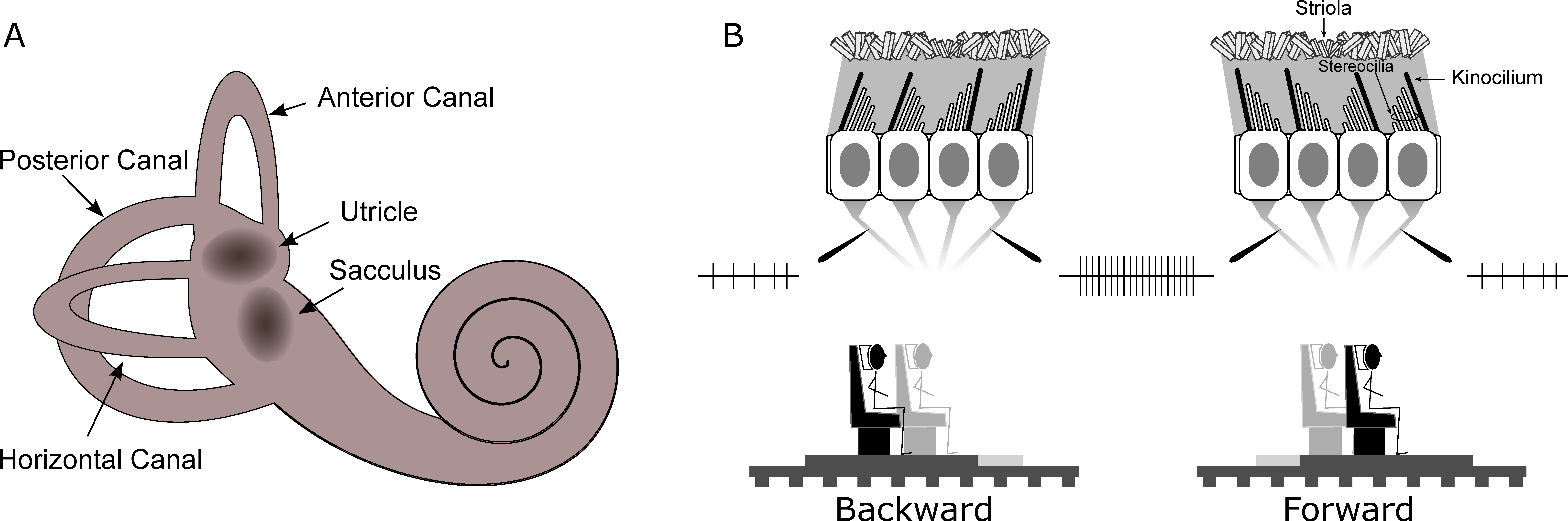 Vision 06 00053 g002