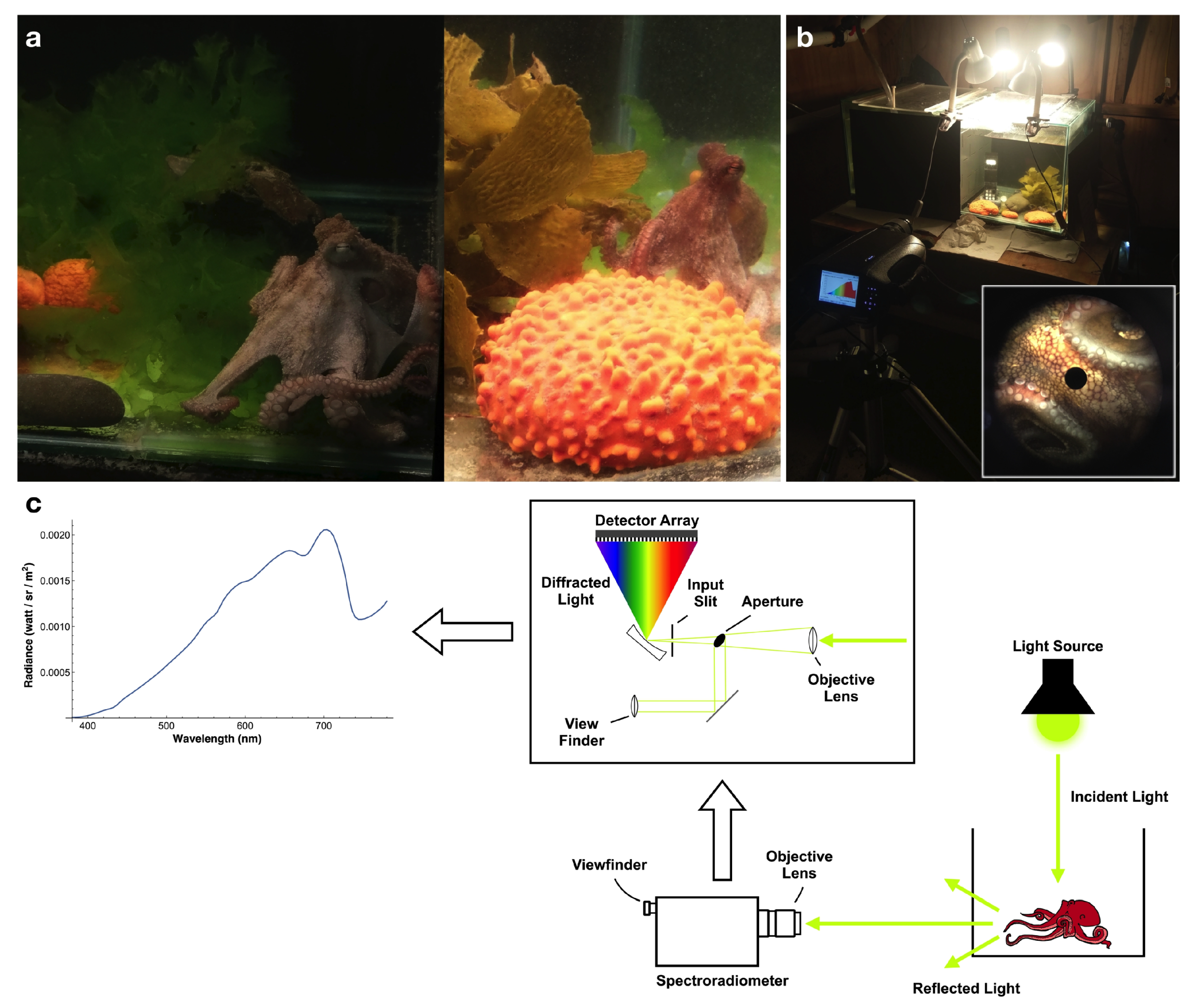 Vision 06 00059 g001