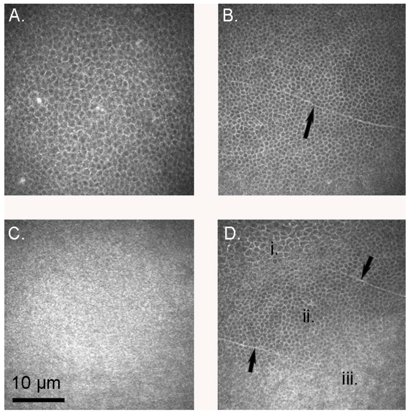 Vision 07 00004 g001