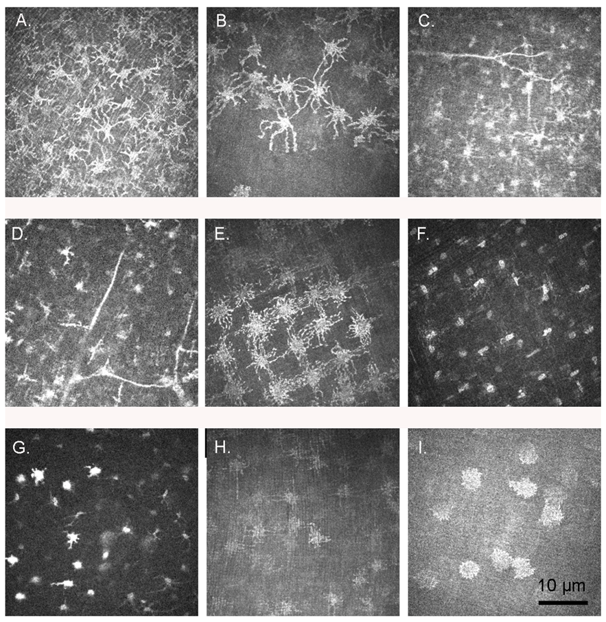 Vision 07 00004 g002