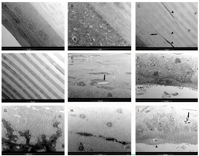 Vision 07 00004 g004