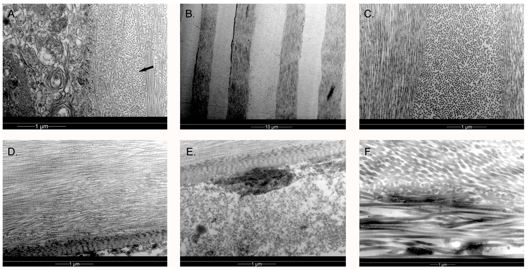 Vision 07 00004 g005