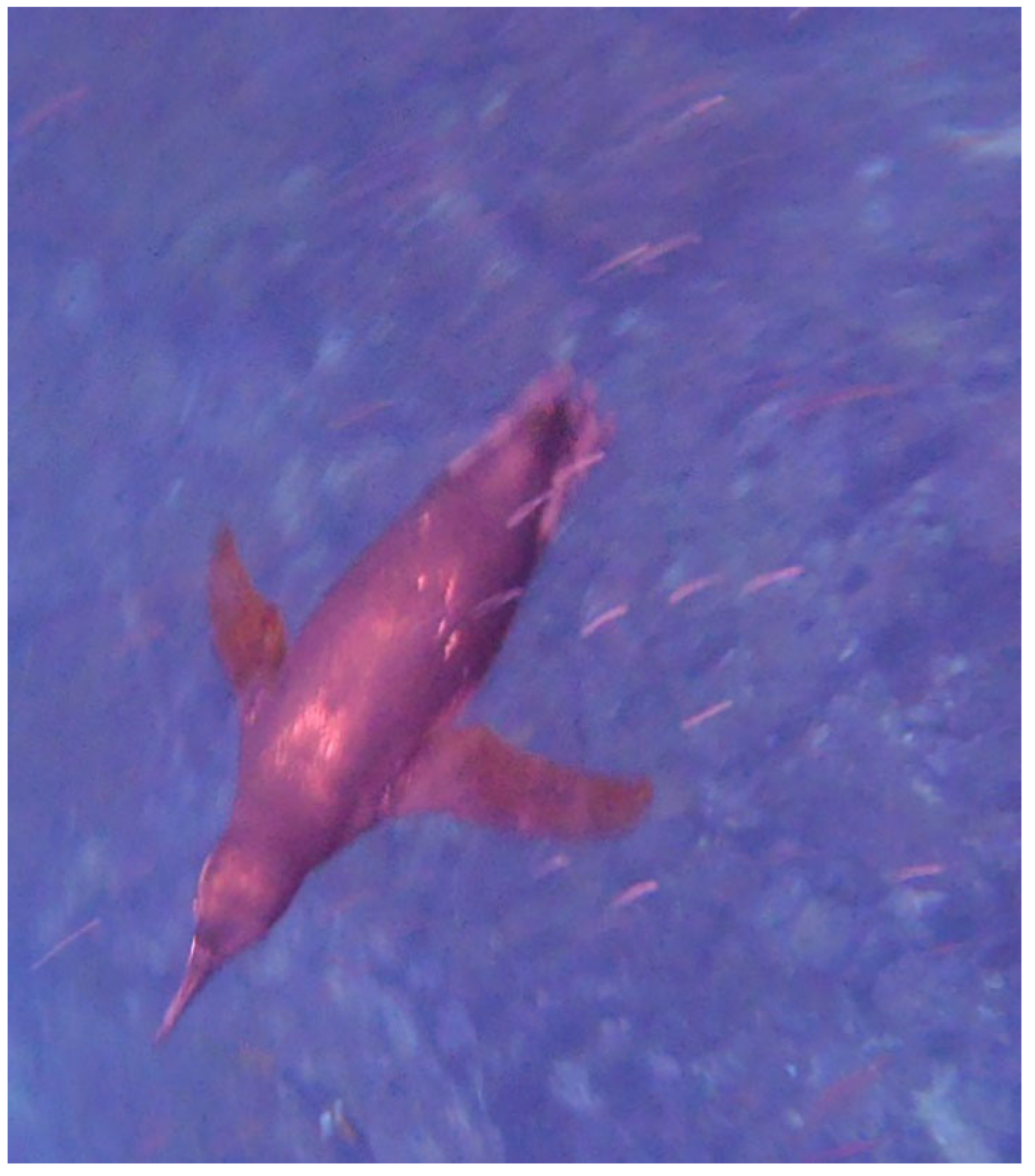 Vision 07 00006 g002 Vision 07 00006 g002