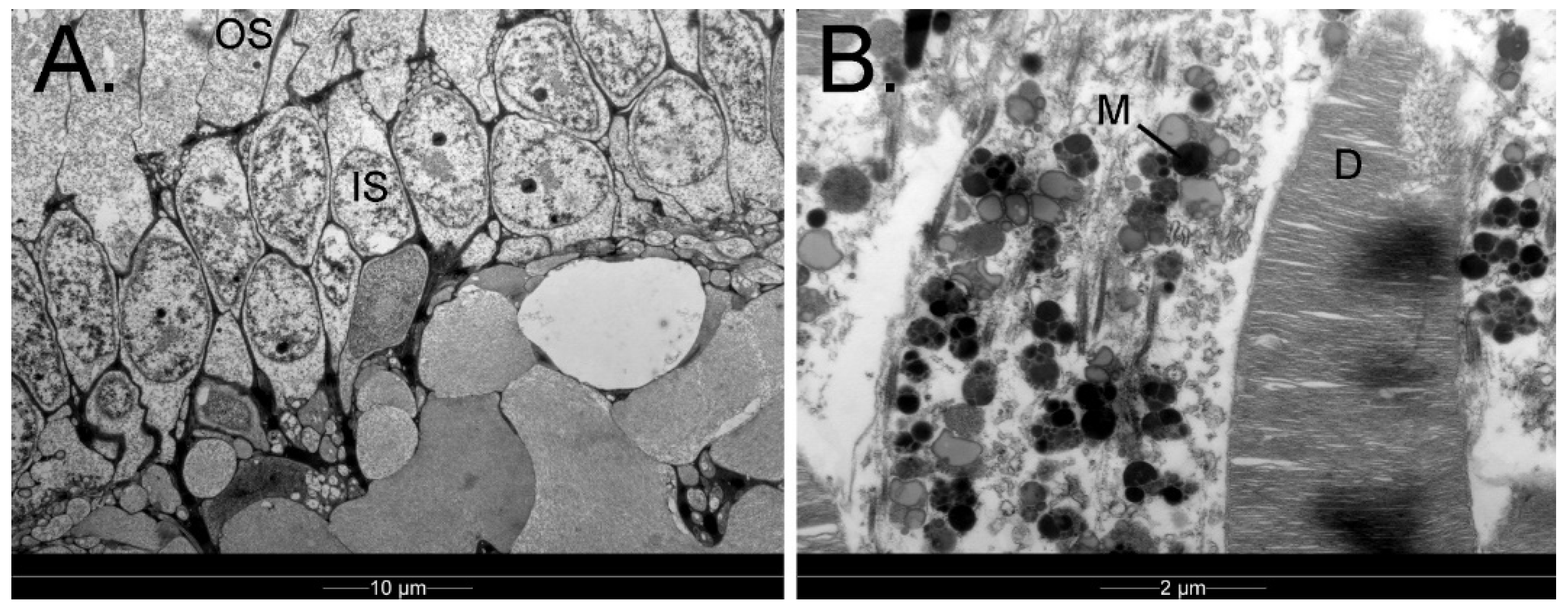 Vision 07 00006 g009 Vision 07 00006 g009