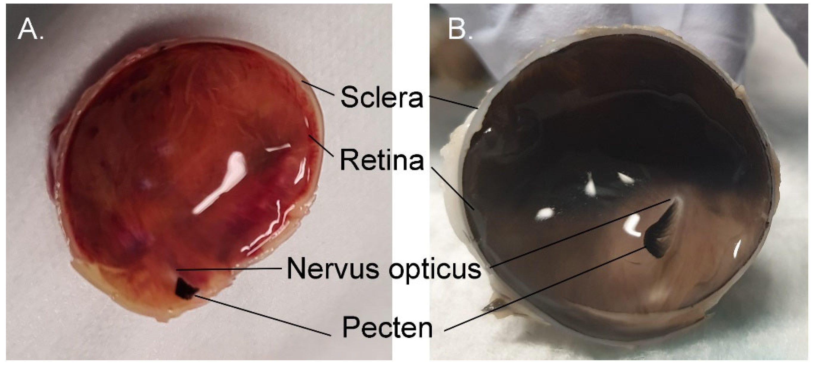 Vision 07 00006 g010 Vision 07 00006 g010