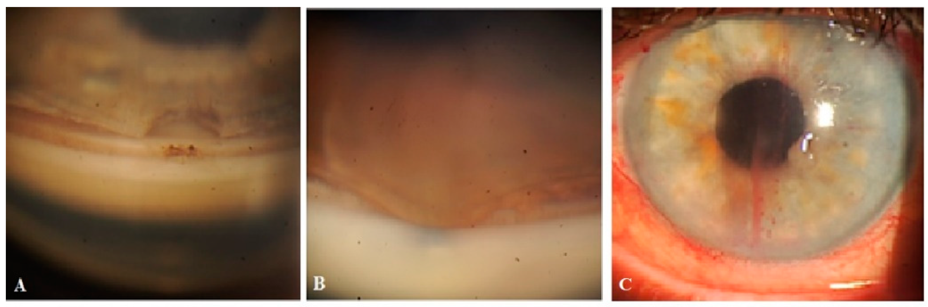 Vision 07 00059 g008