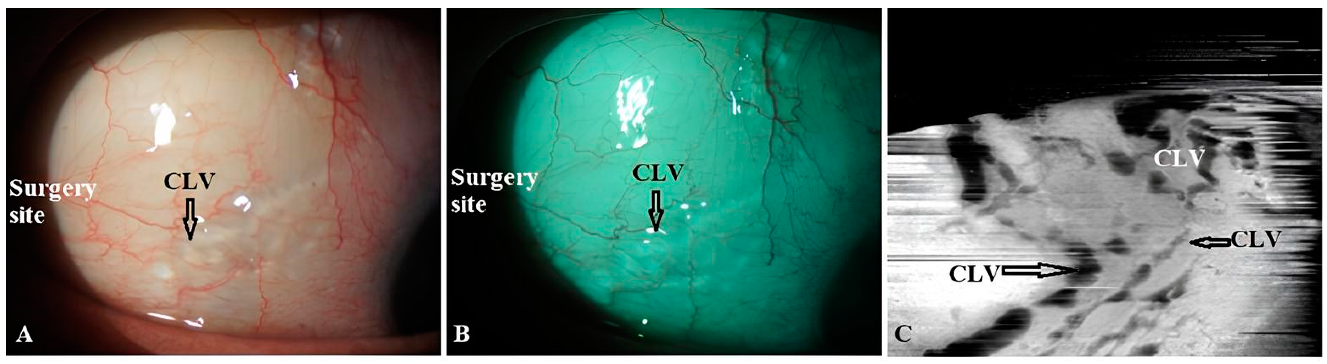 Vision 07 00059 g010