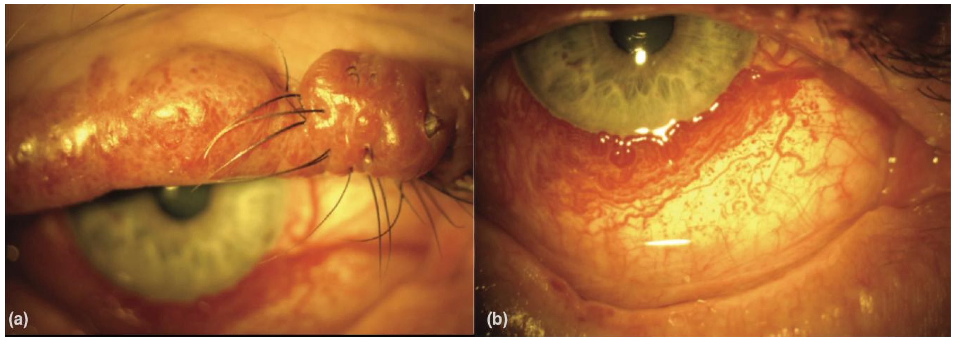 Vision 07 00064 g001