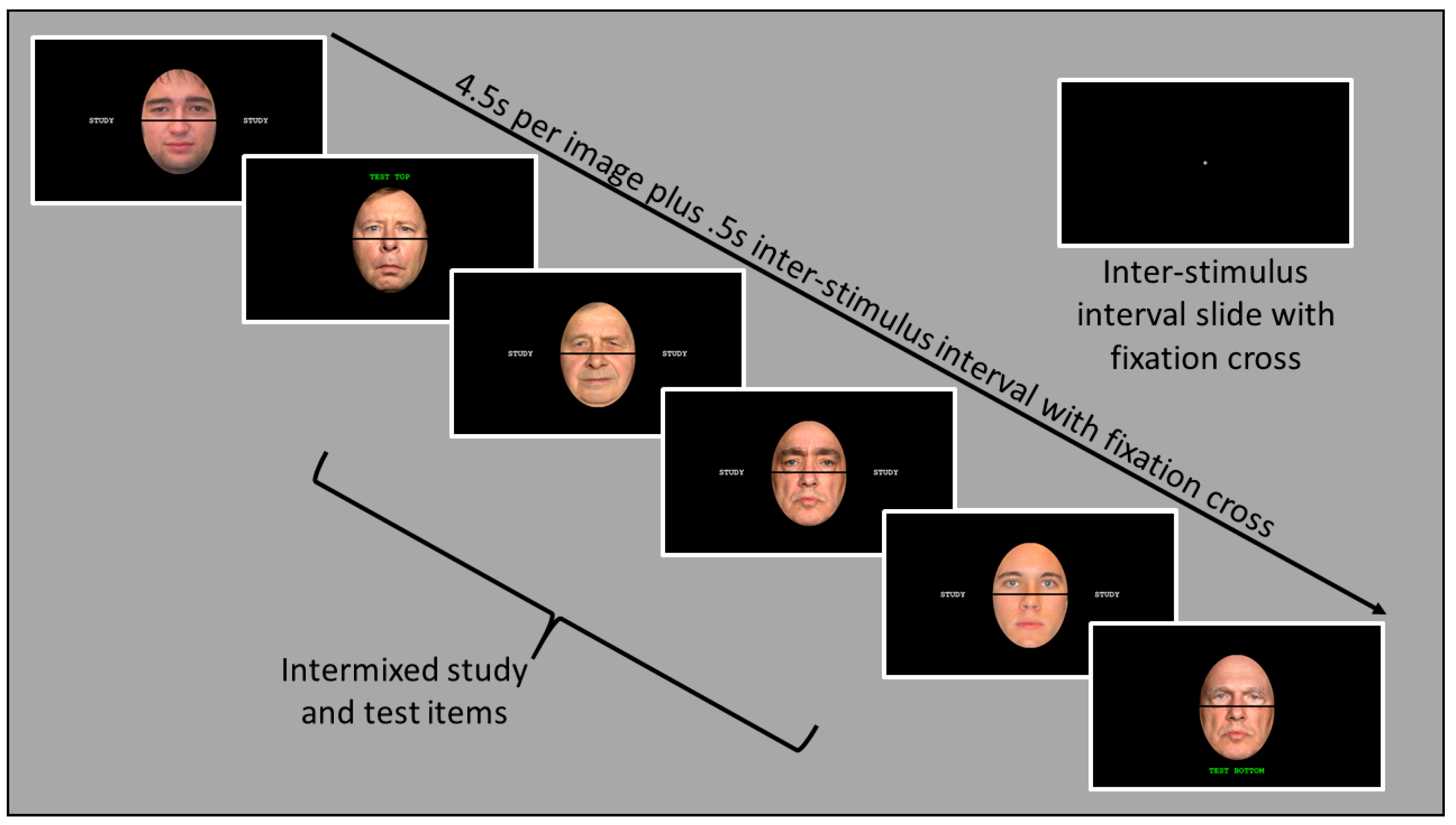Vision 07 00076 g003