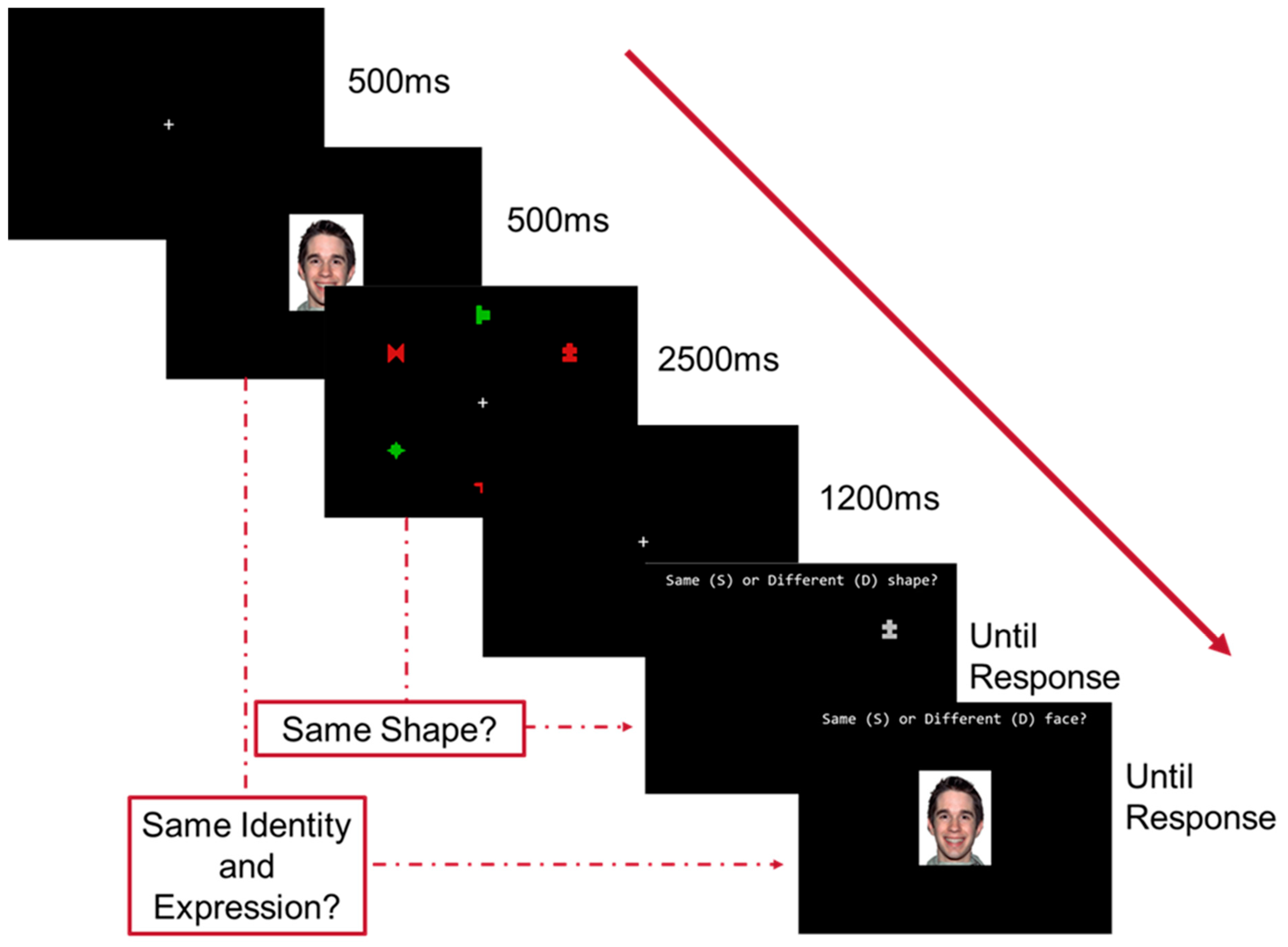 Vision 08 00004 g001 Vision 08 00004 g001
