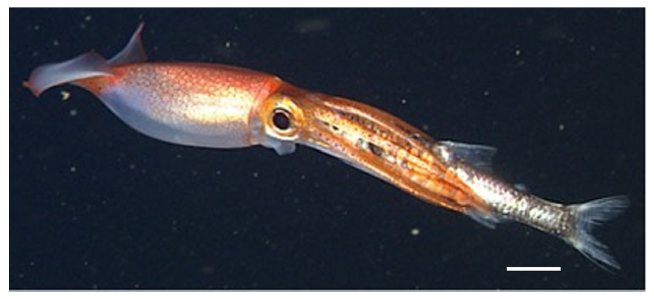 Vision 08 00026 g001