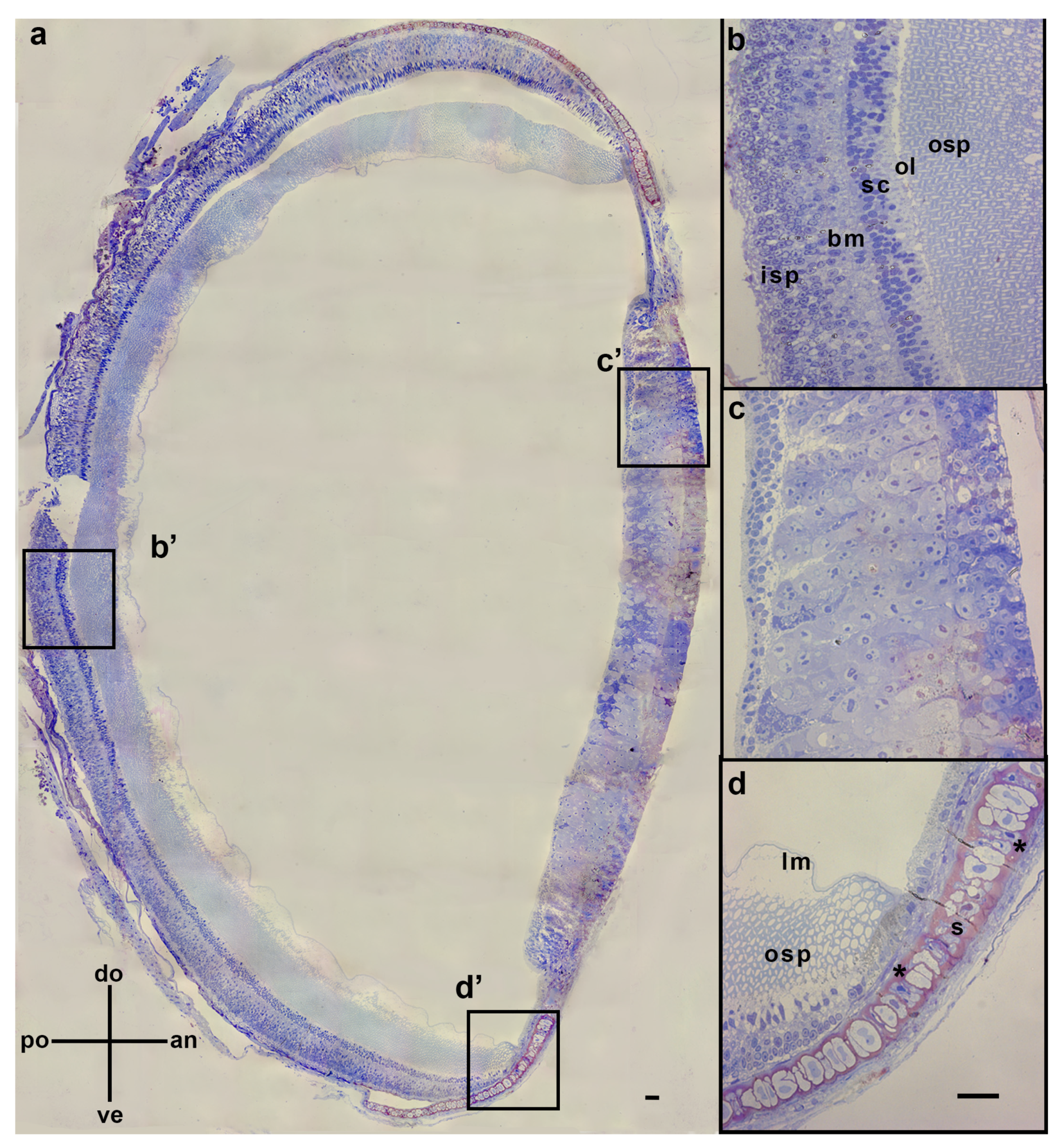 Vision 08 00026 g002