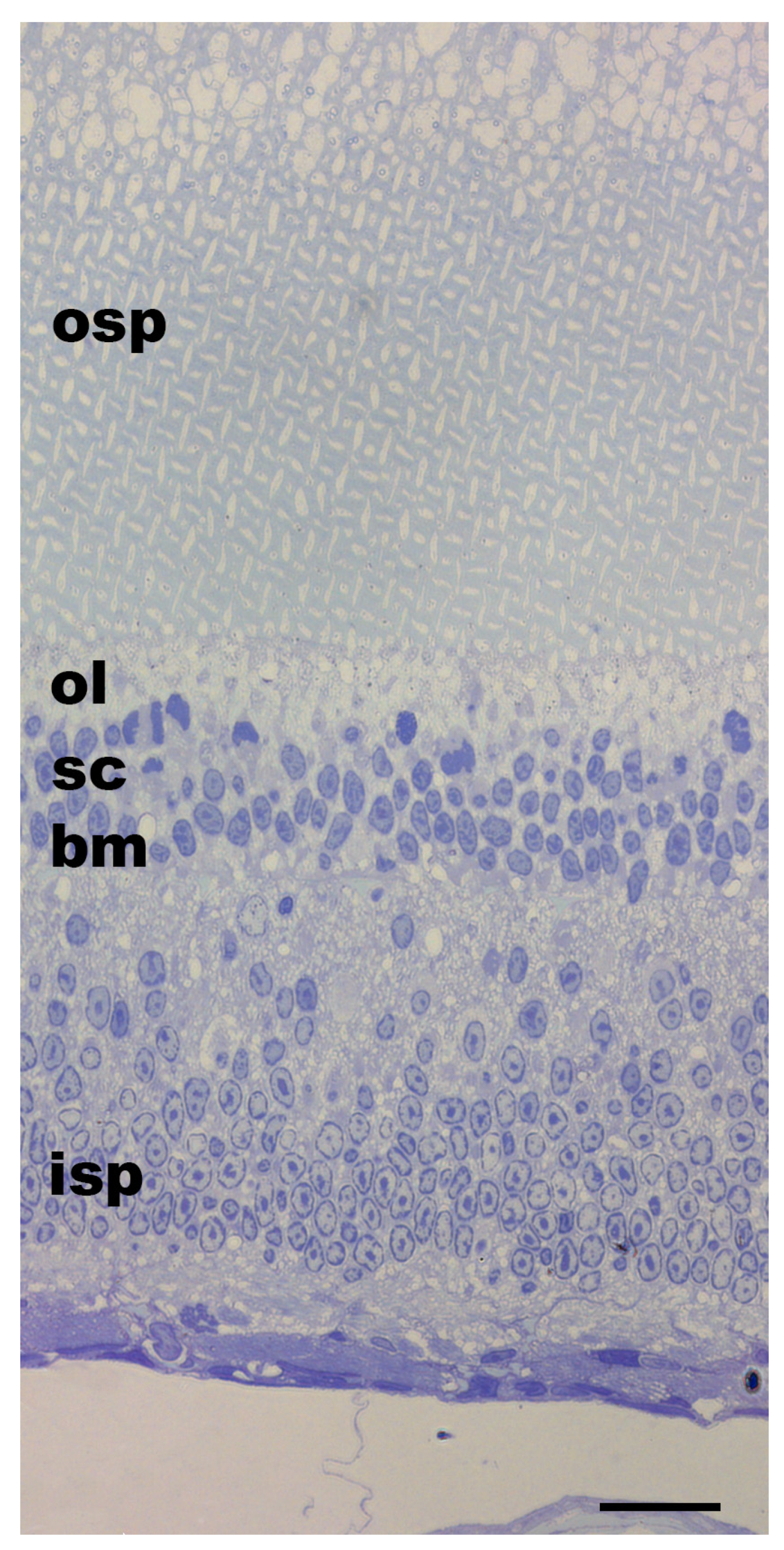 Vision 08 00026 g003