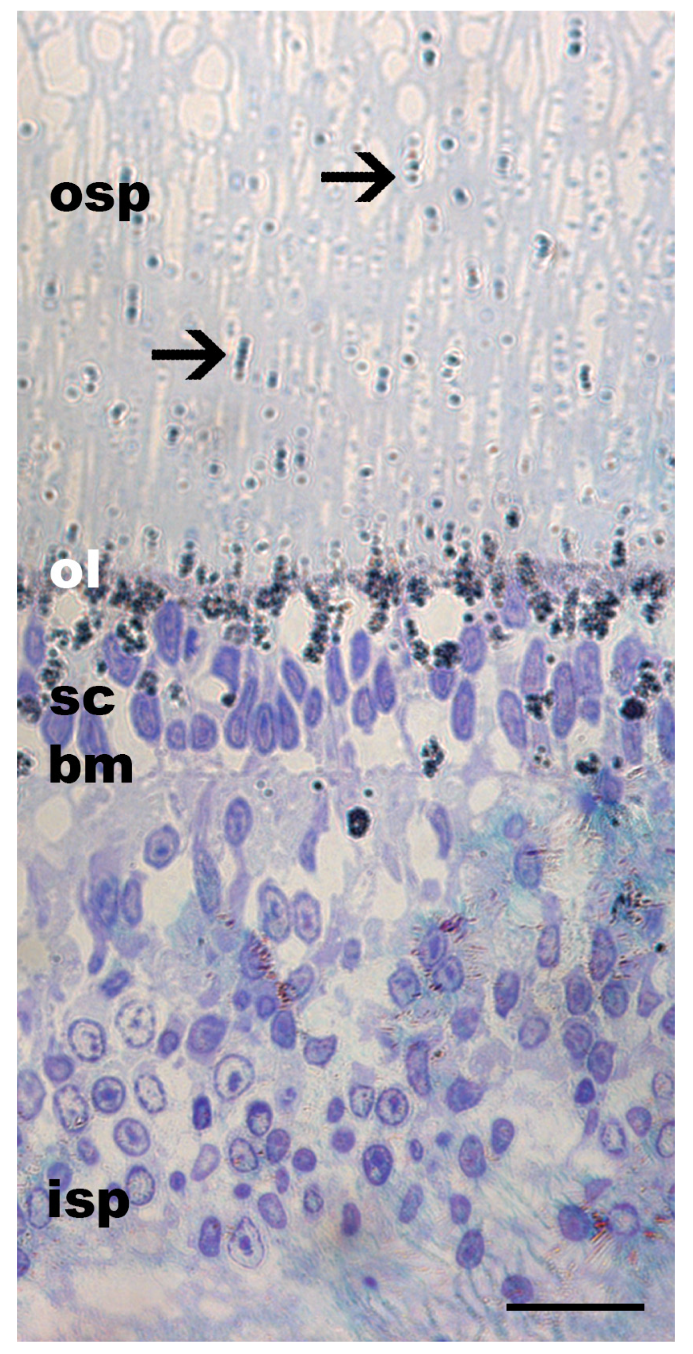 Vision 08 00026 g004