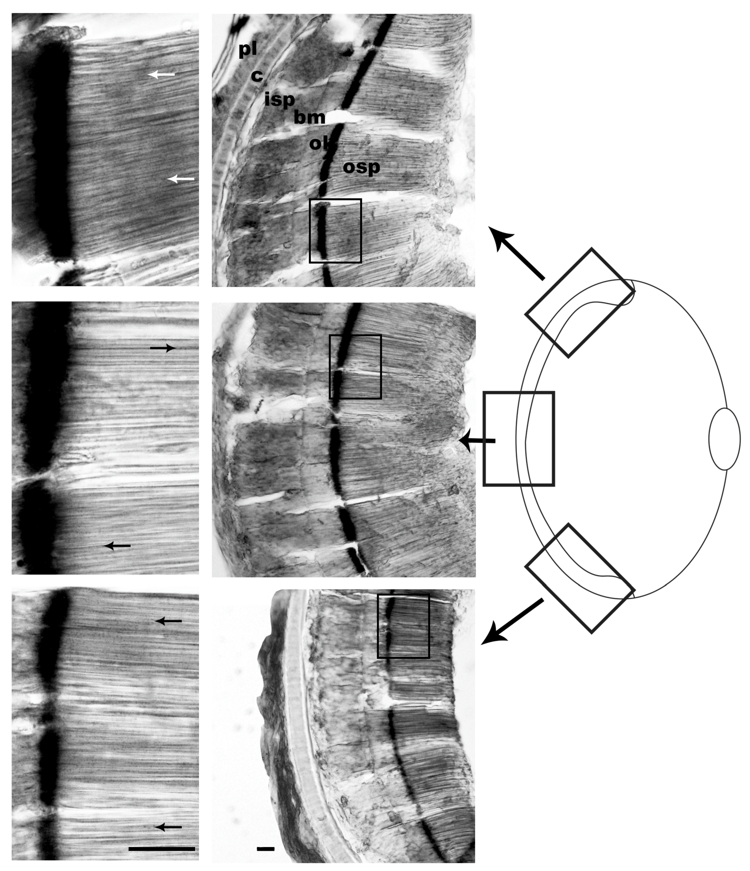 Vision 08 00026 g005
