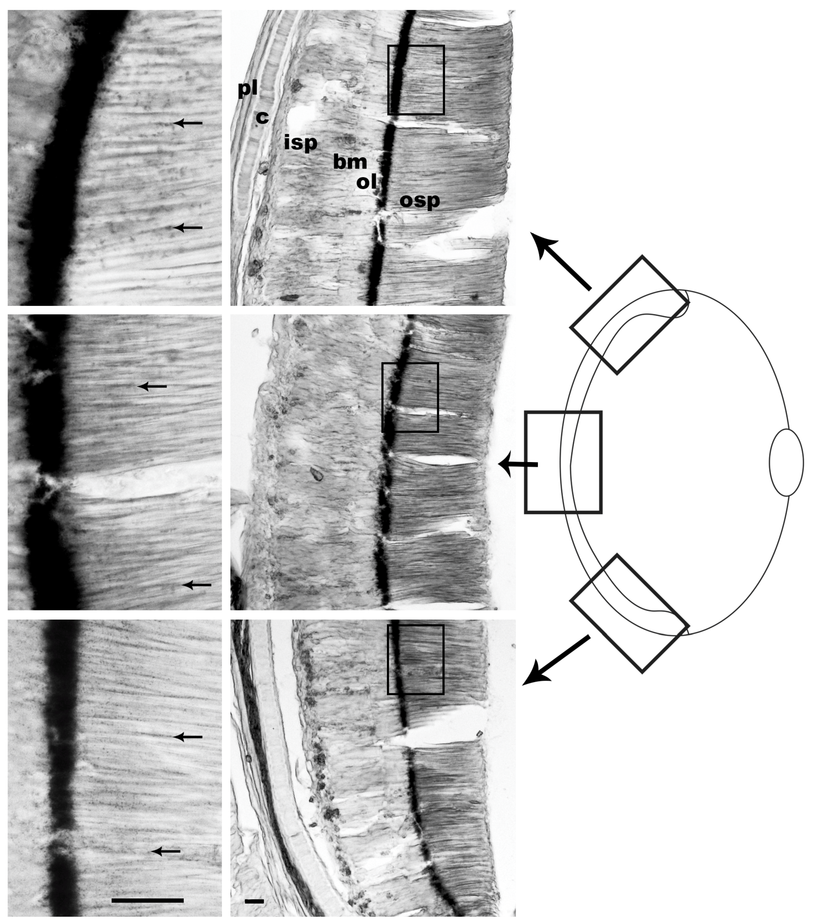 Vision 08 00026 g006