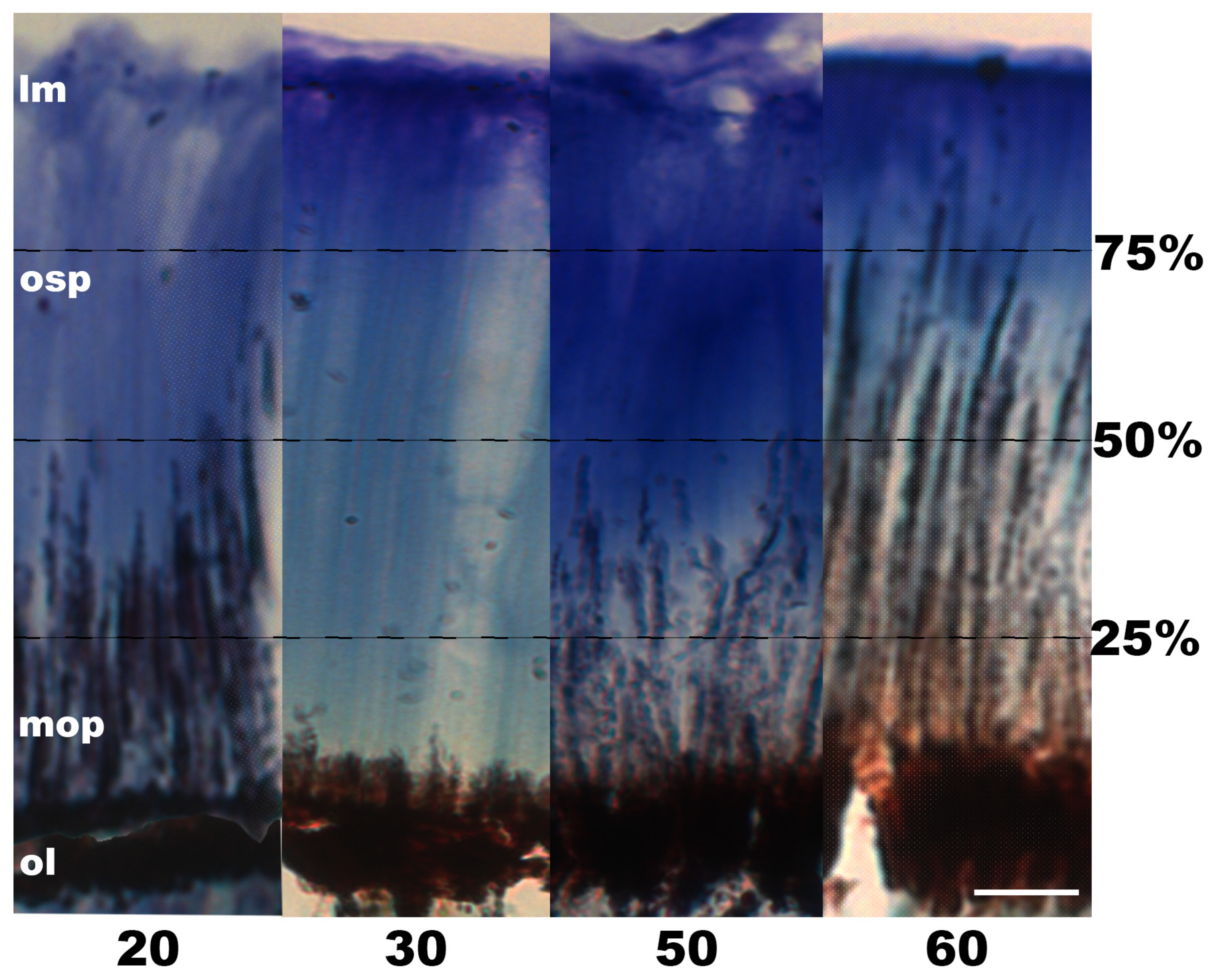 Vision 08 00026 g008