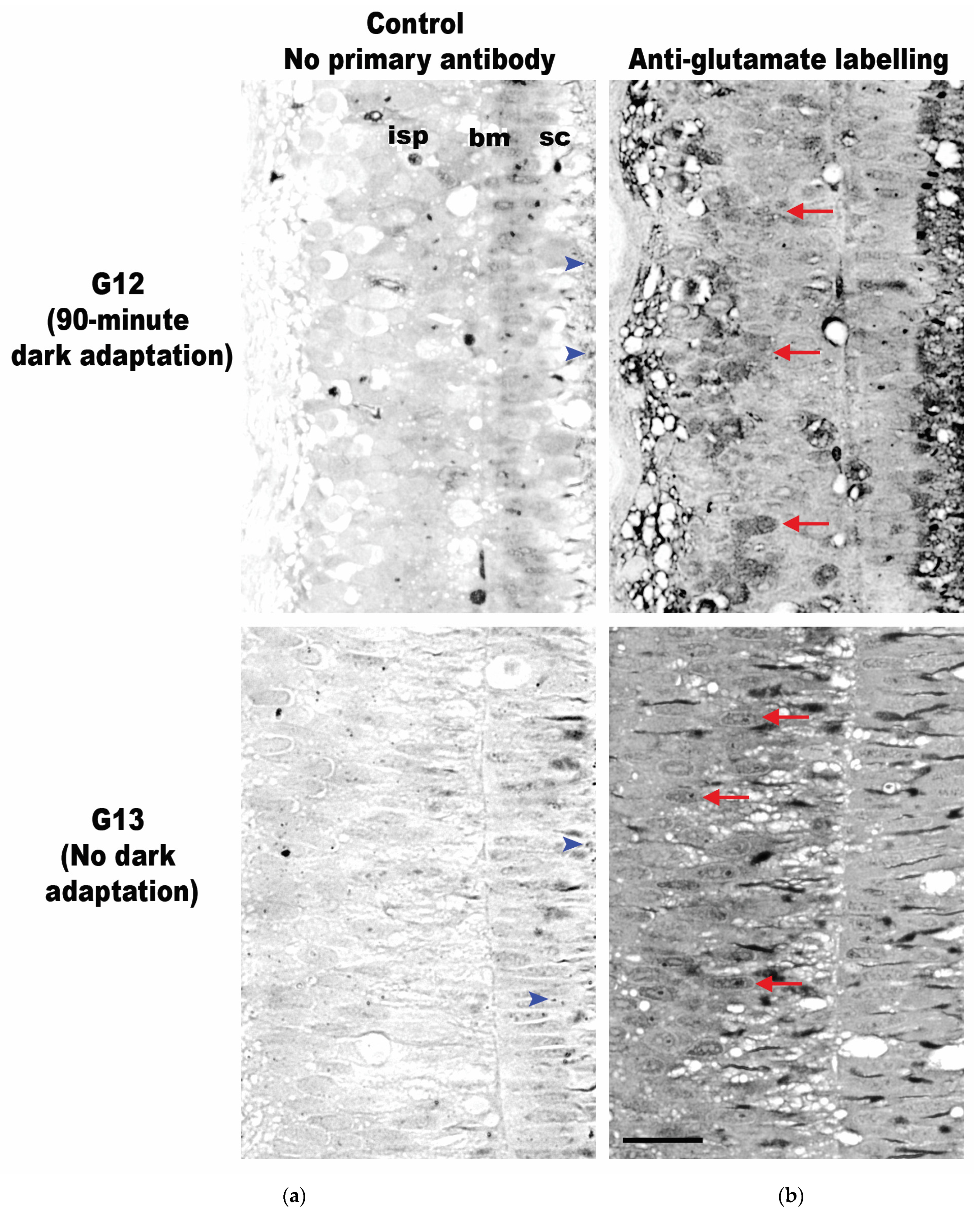 Vision 08 00026 g009
