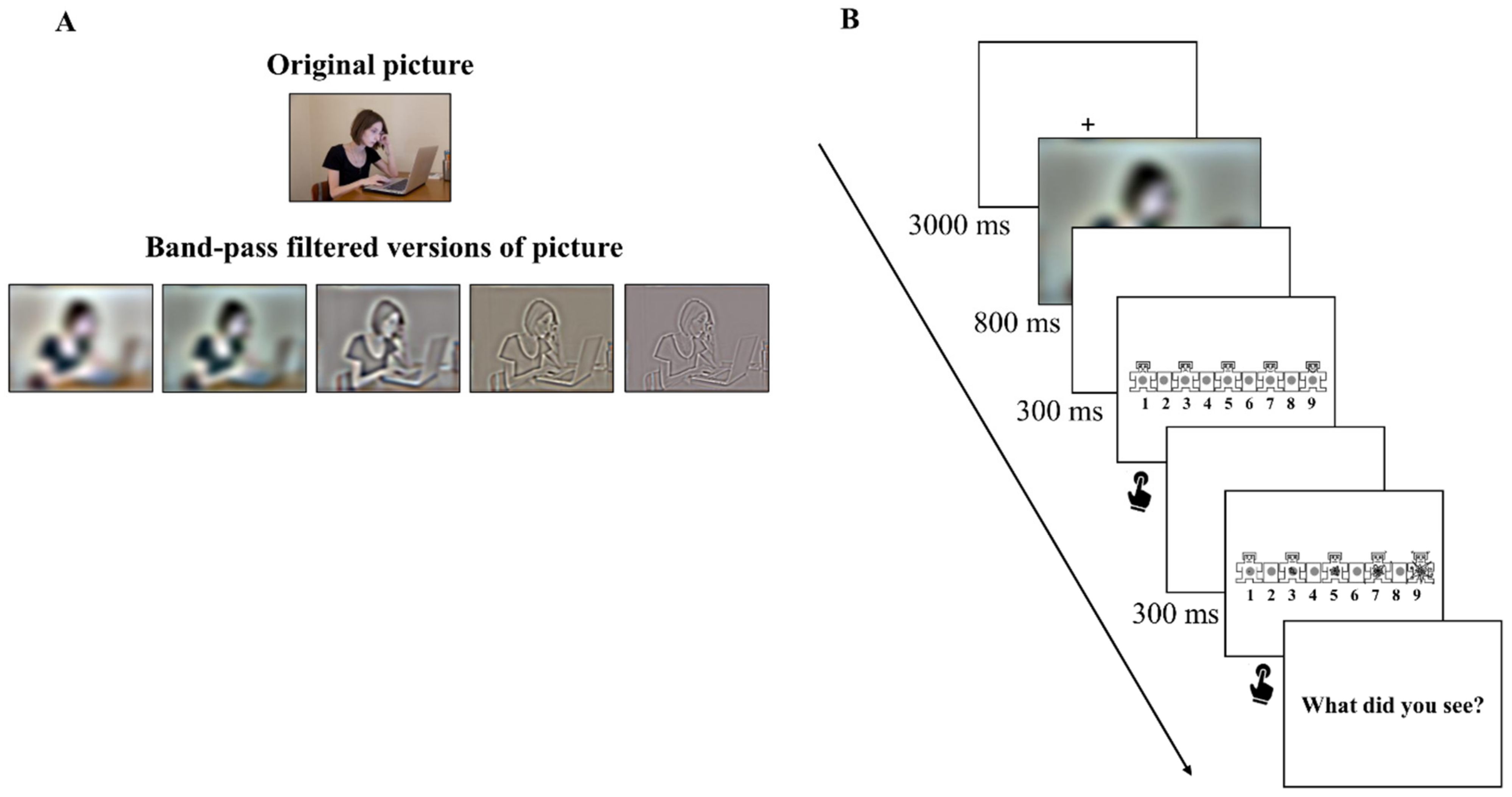 Vision 08 00036 g001