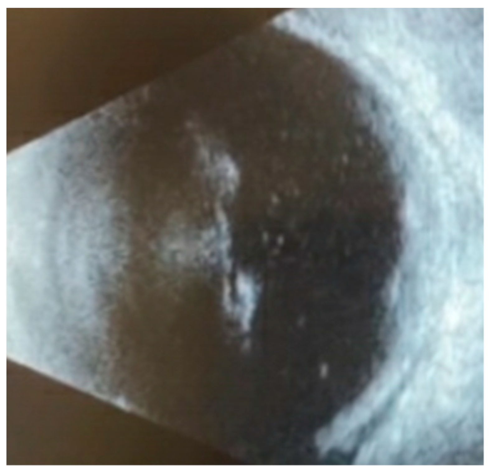 Vision 08 00044 g001