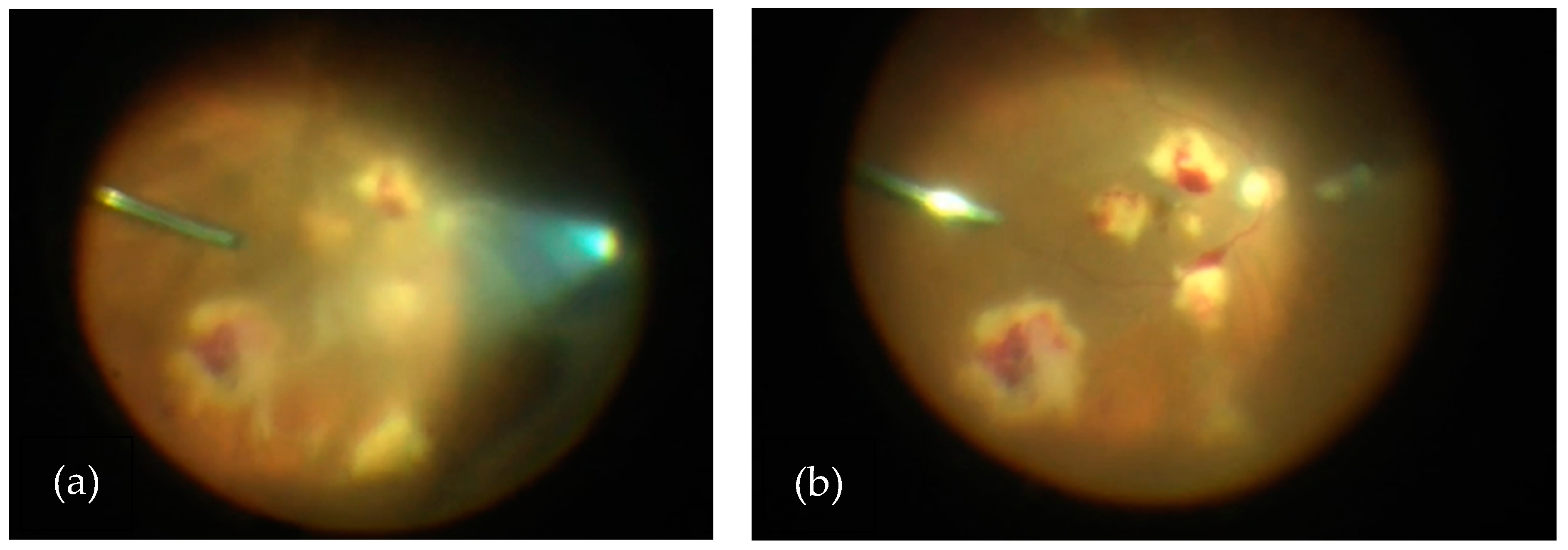 Vision 08 00044 g003