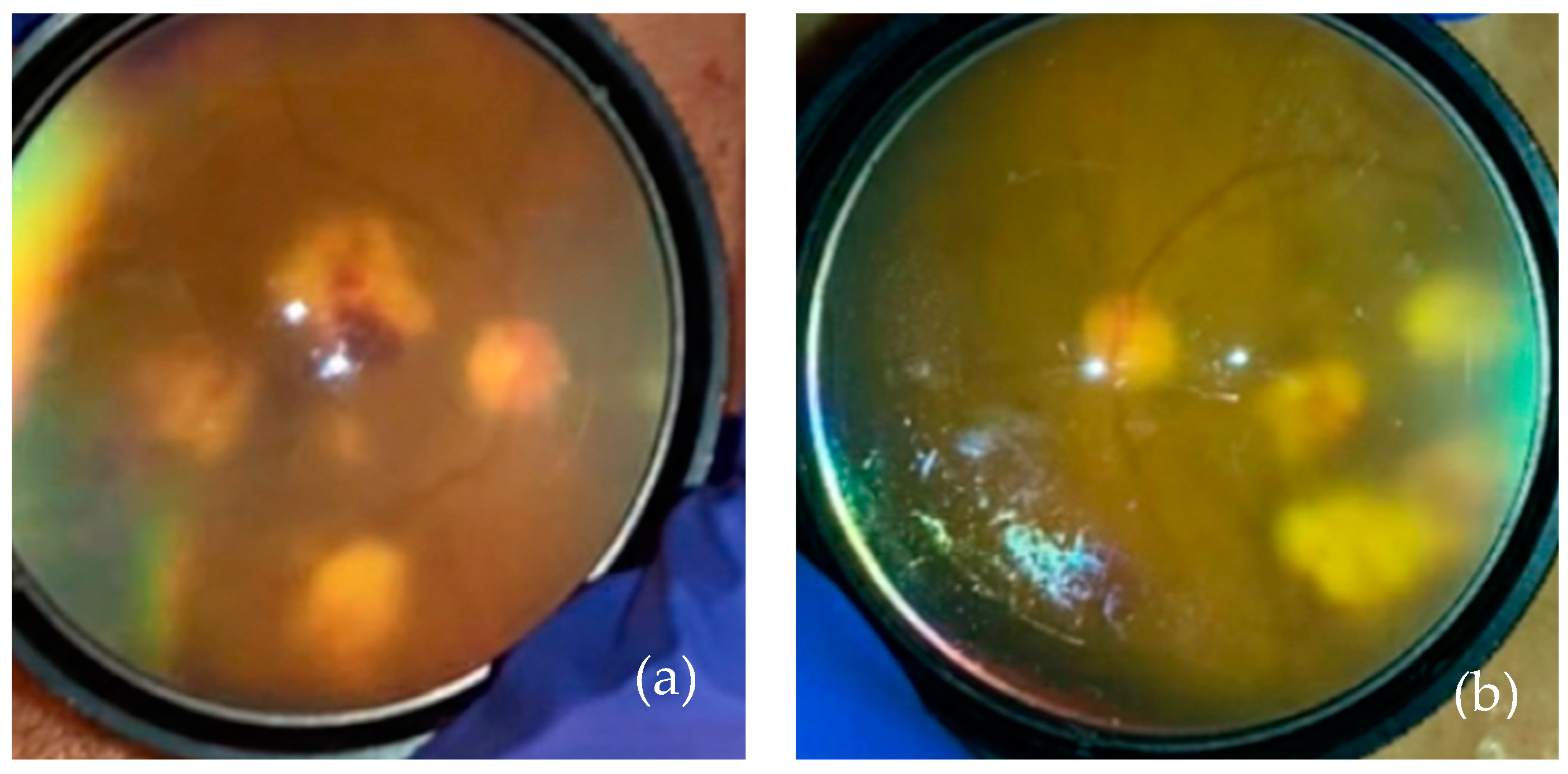 Vision 08 00044 g004