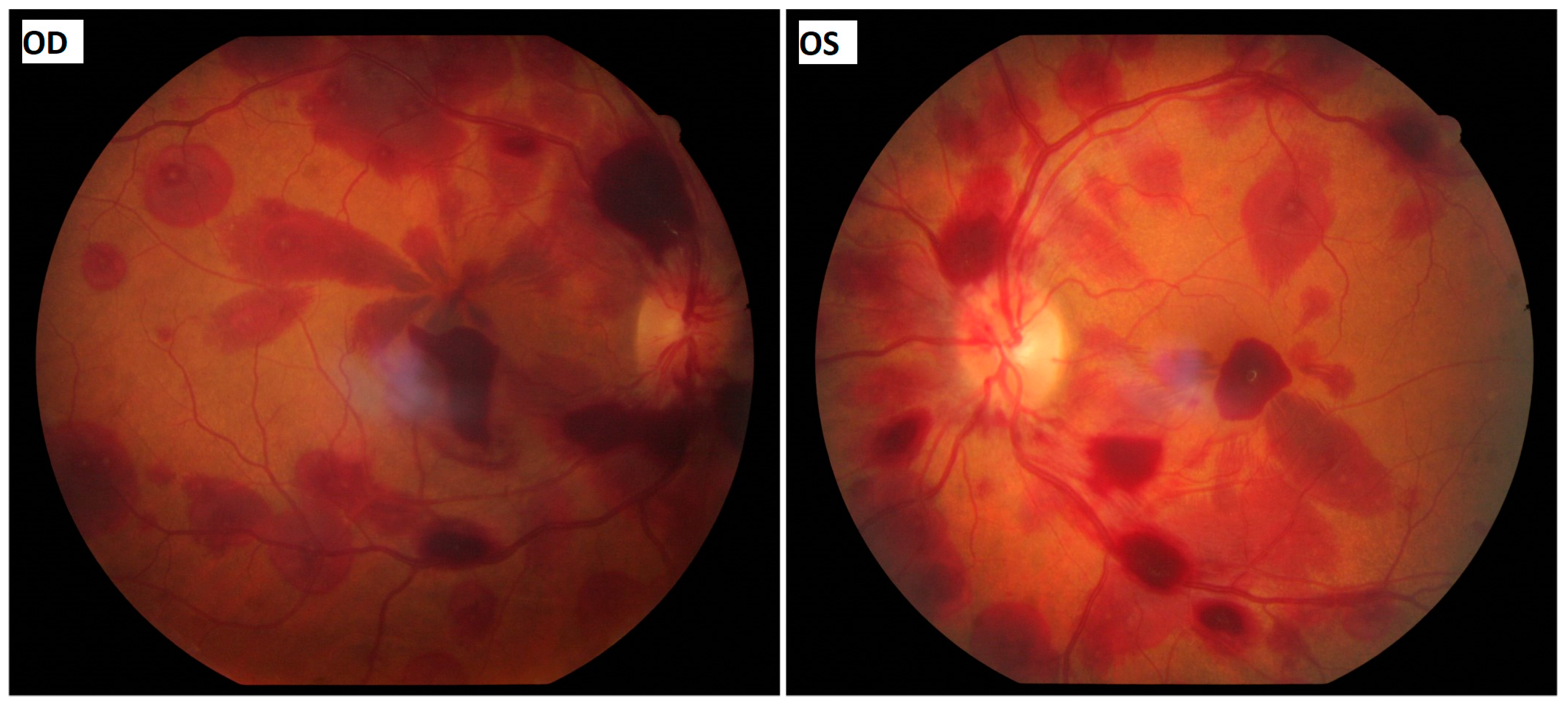 Vision 08 00061 g001