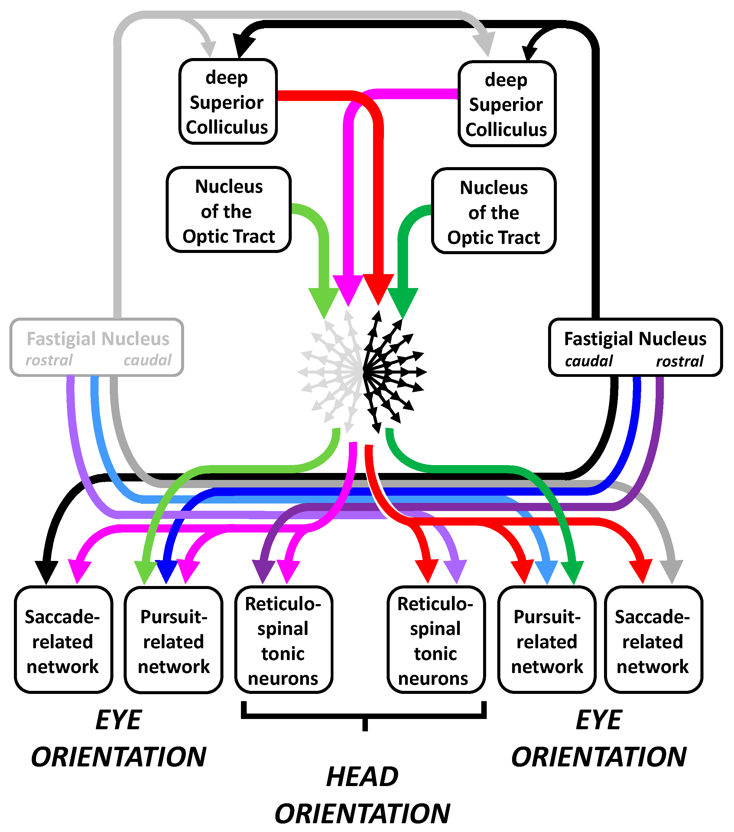 Vision 09 00006 g003 Vision 09 00006 g003