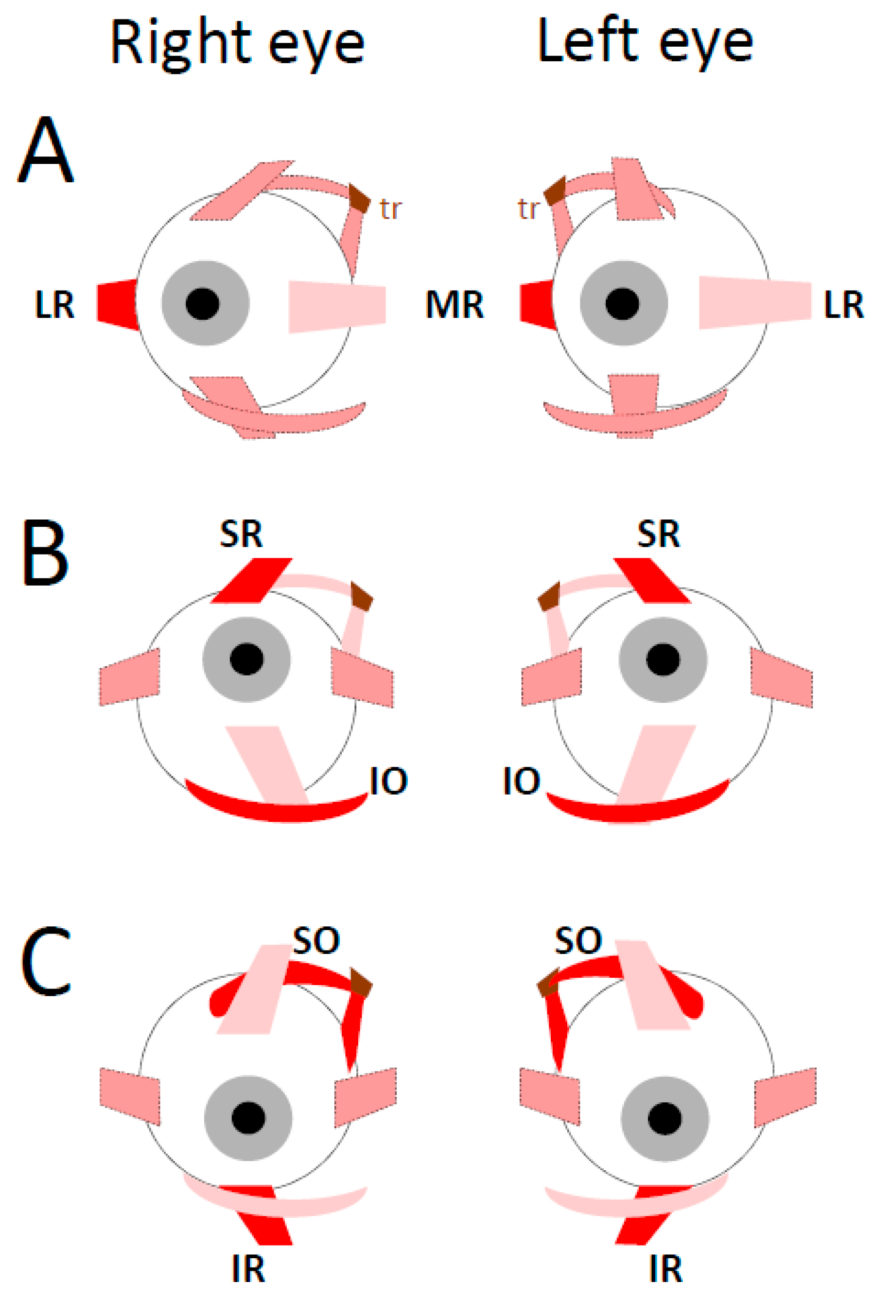 Vision 09 00006 g004 Vision 09 00006 g004