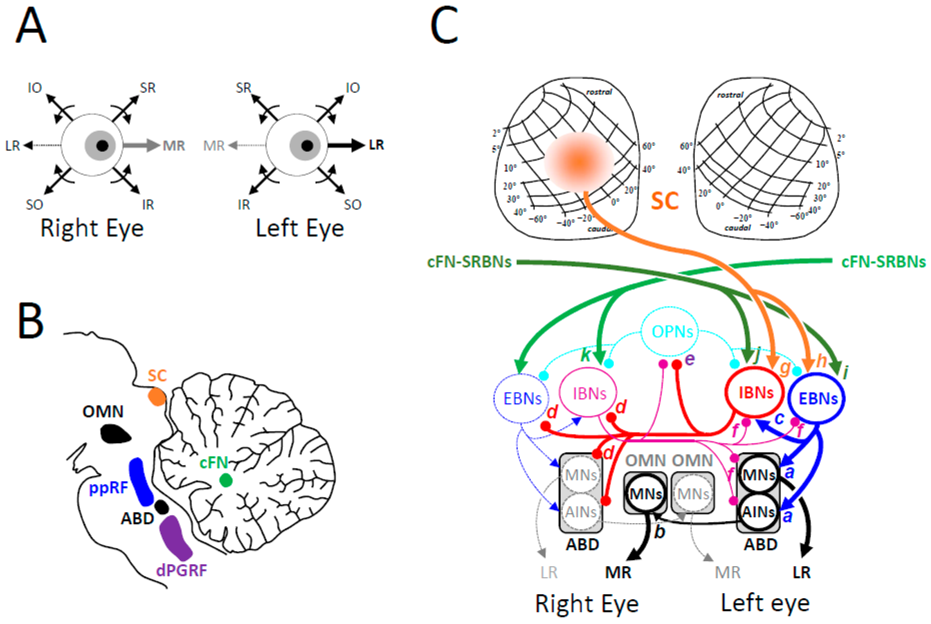 Vision 09 00006 g005 Vision 09 00006 g005