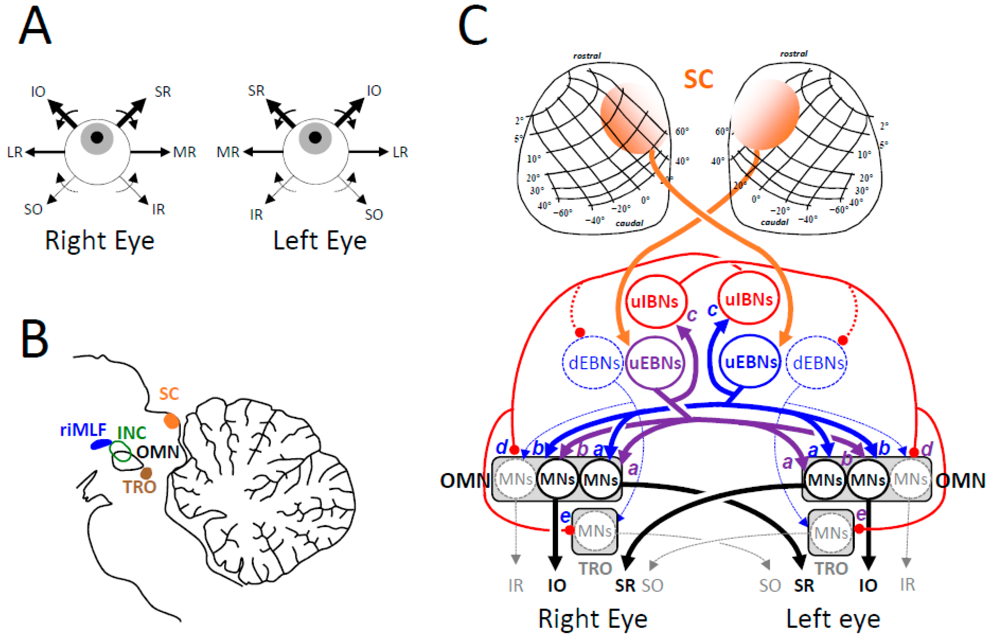 Vision 09 00006 g006 Vision 09 00006 g006